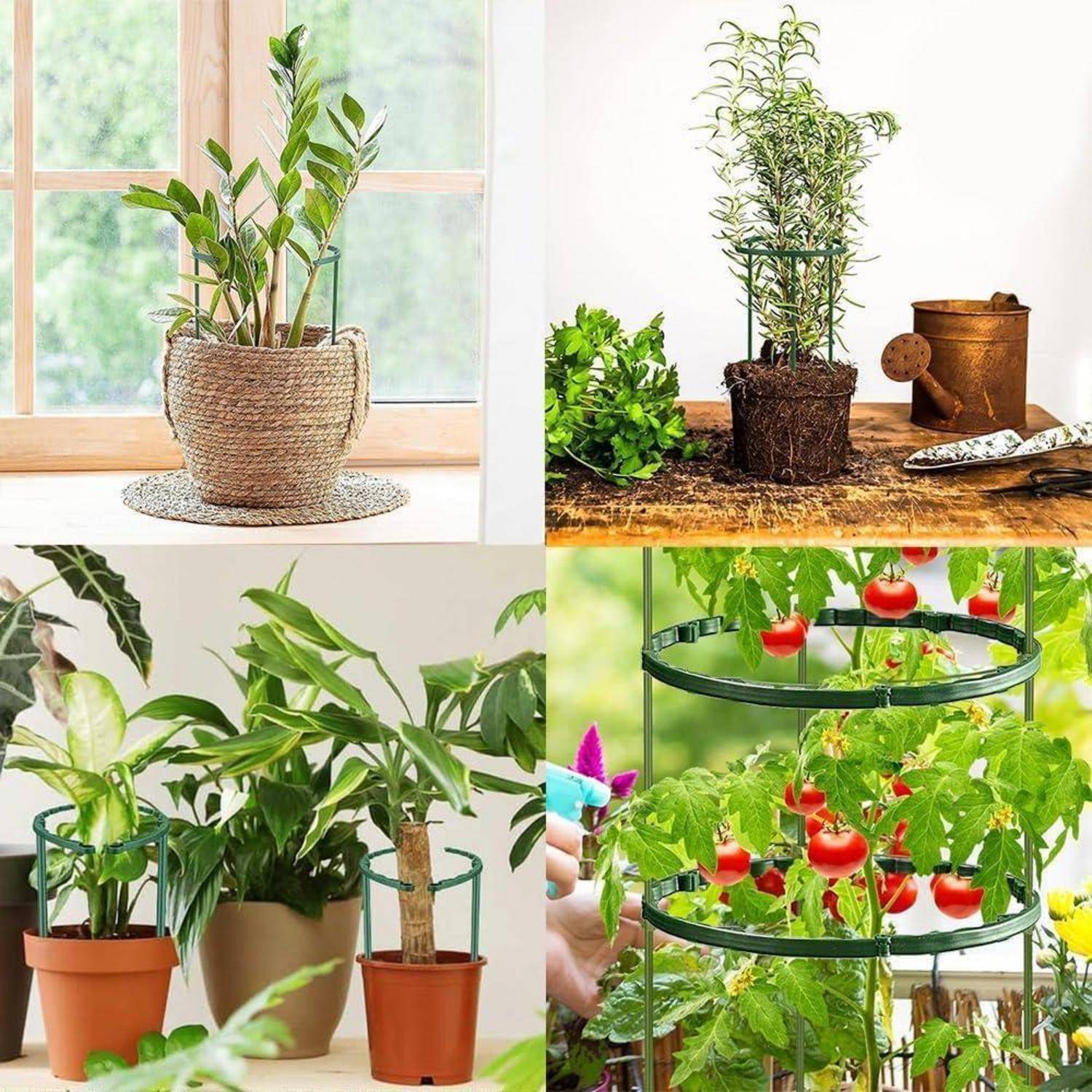 Vier Bilder, die Zimmerpflanzen und Außenpflanzen zeigen: eine Topfpflanze am Fenster, eine Pflanze mit Erde auf einem Tisch, Zimmerpflanzen in Töpfen und eine Tomatenpflanze mit Früchten.