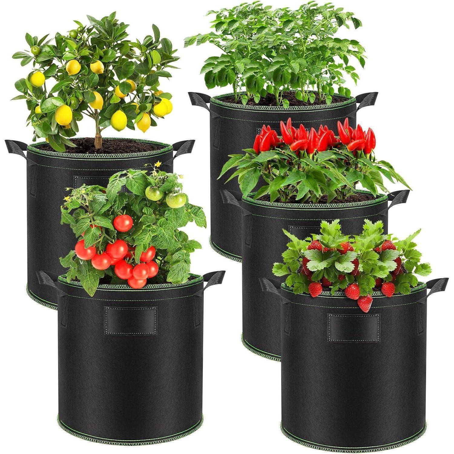 Sechs schwarze Stoff-Pflanztöpfe, die jeweils unterschiedliche Pflanzen enthalten: Zitronenbaum, Pfefferpflanze, Erdbeerstrauch und Tomatenplanzen, vor einem weißen Hintergrund.