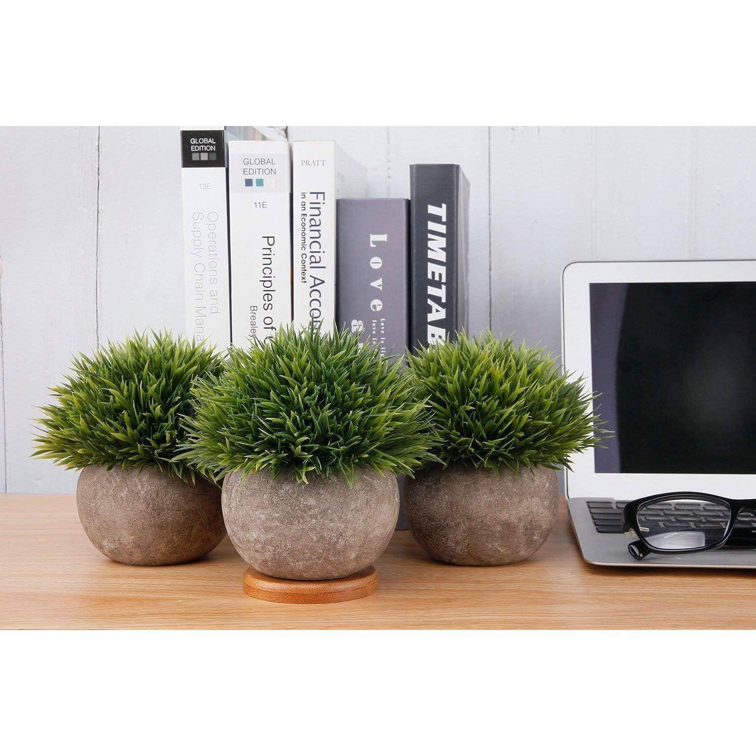 Drei dekorative Topfpflanzen auf einem Holzschreibtisch neben einem offenen Laptop und einer Brille, mit Büchern im Hintergrund.