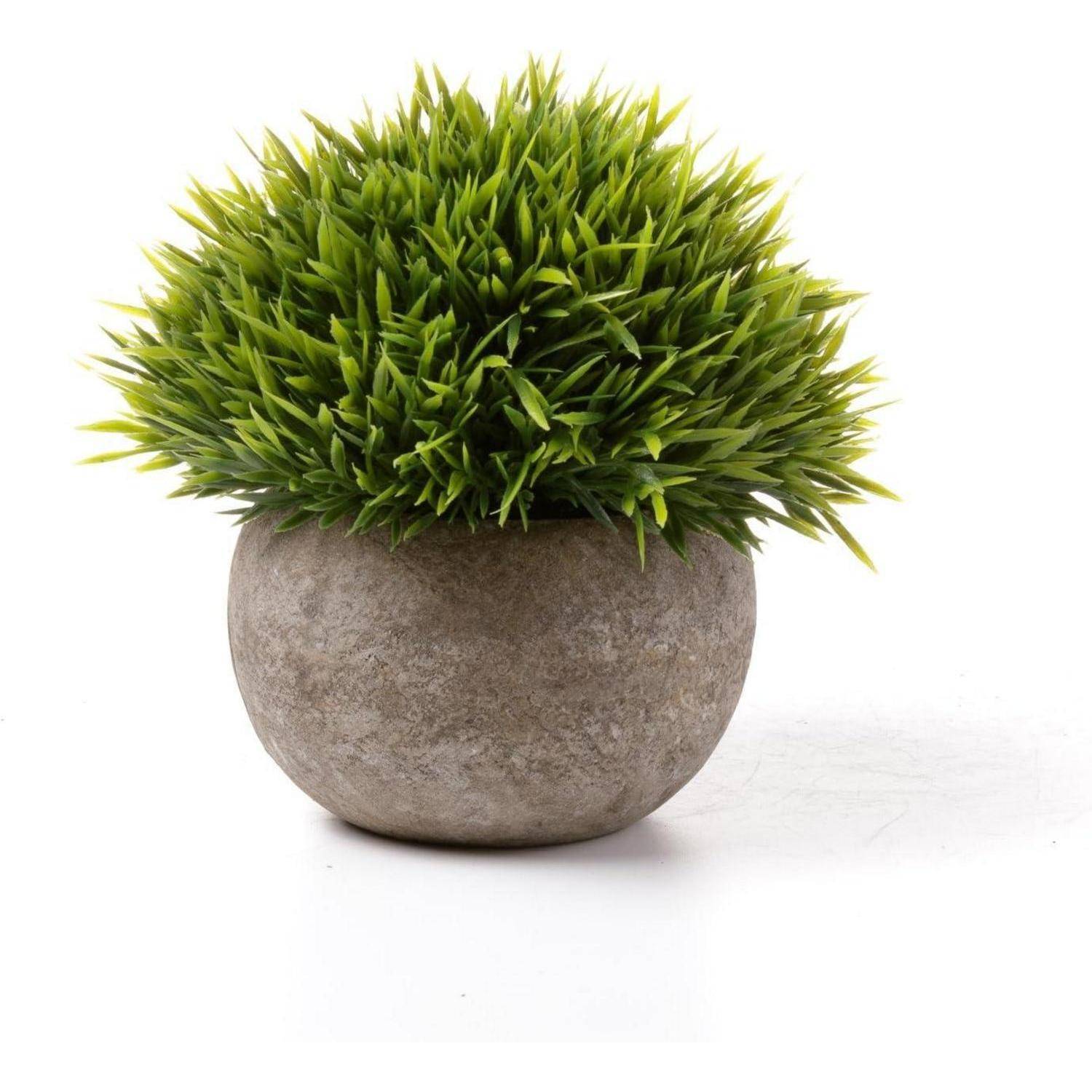 Ein kleiner, runder, grauer Topf beherbergt eine buschige grüne Pflanze mit scharfen, grasartigen Blättern, vor einem schlichten weißen Hintergrund.