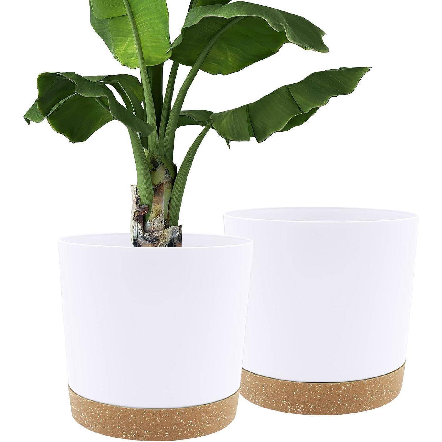 Eine Bananenpflanze in einem weißen Topf mit brauner Basis neben einem leeren, identischen Topf, die moderne Pflanzgefäße präsentiert.