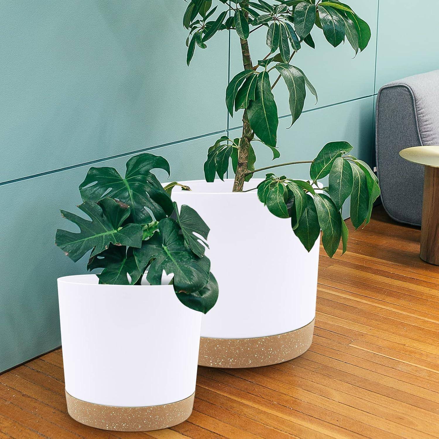 Zwei Zimmerpflanzen mit großen grünen Blättern in weißen Töpfen stehen auf einem Holzboden in der Nähe einer hellgrauen Wand und eines Sofas.