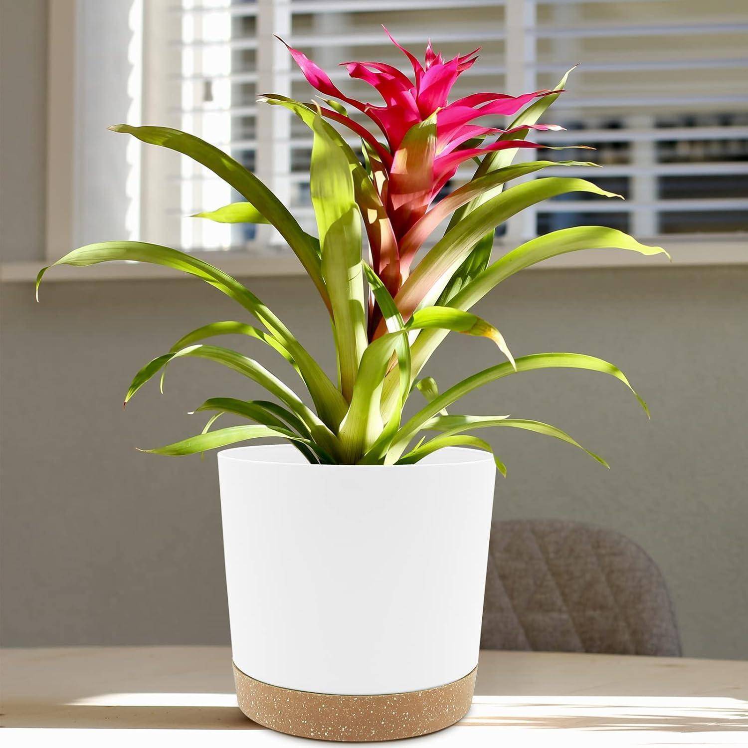 Eine hellrosa Bromelie mit grünen Blättern in einem weißen Topf steht auf einem sonnenbeschienenen Tisch, mit Jalousien im Hintergrund.