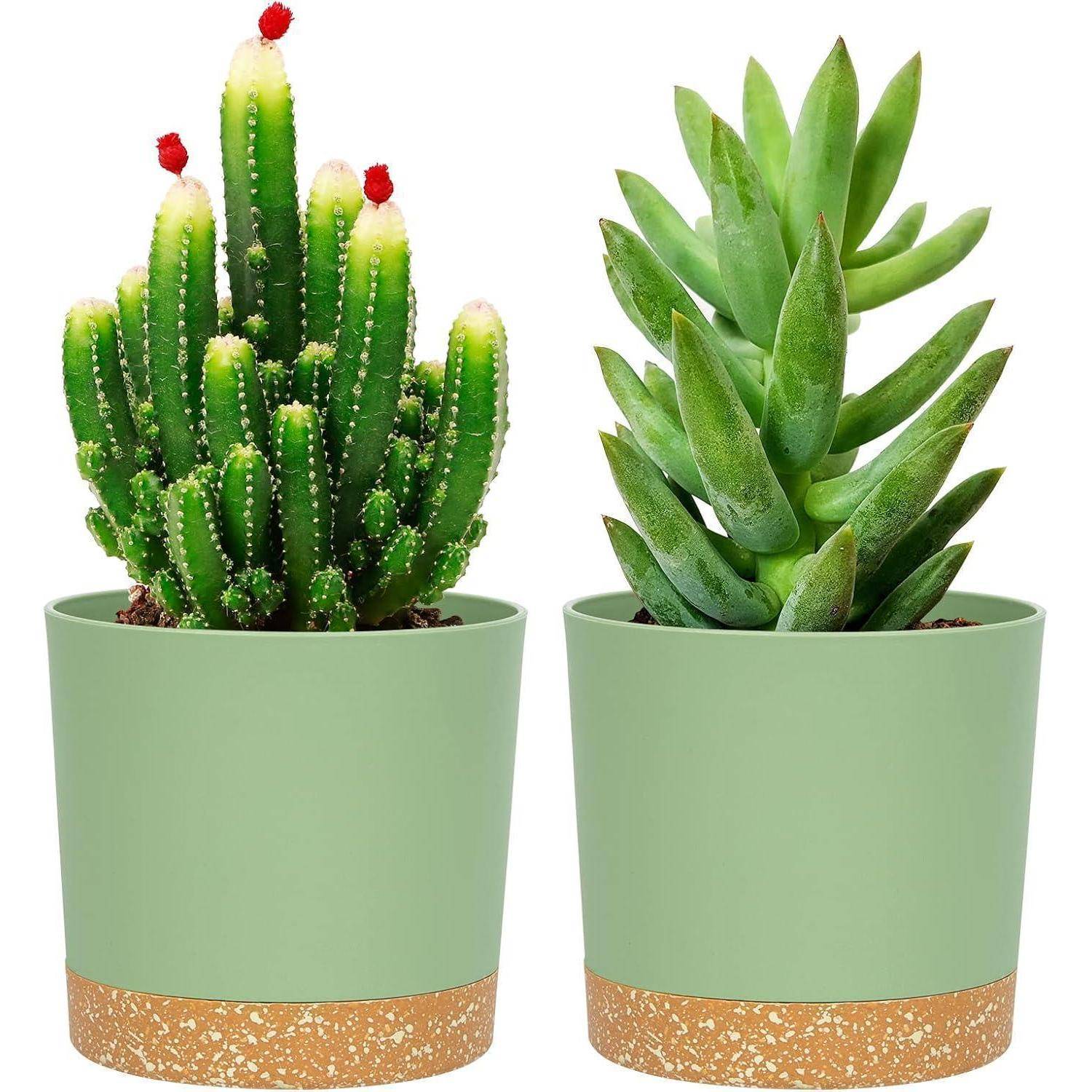 Zwei grüne Sukkulenten in Töpfen: ein hoher Kaktus mit kleinen roten Knospen links und eine rosettenförmige Pflanze rechts in passenden Töpfen.