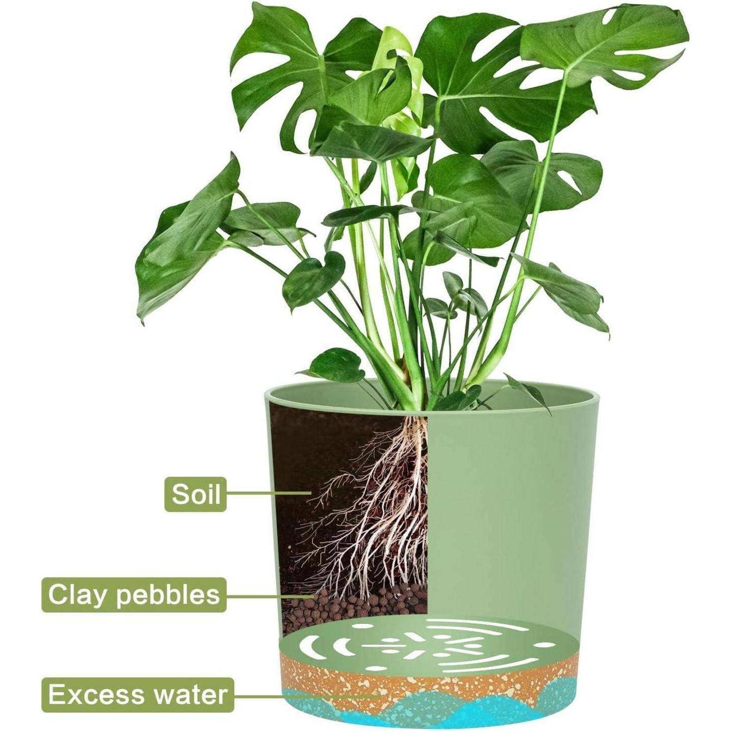 Eine Topfpflanze mit grünen Blättern zeigt eine Querschnittsansicht der Topfschichten: Erde, Tonkugeln und Raum für Überschusswasser am Boden.