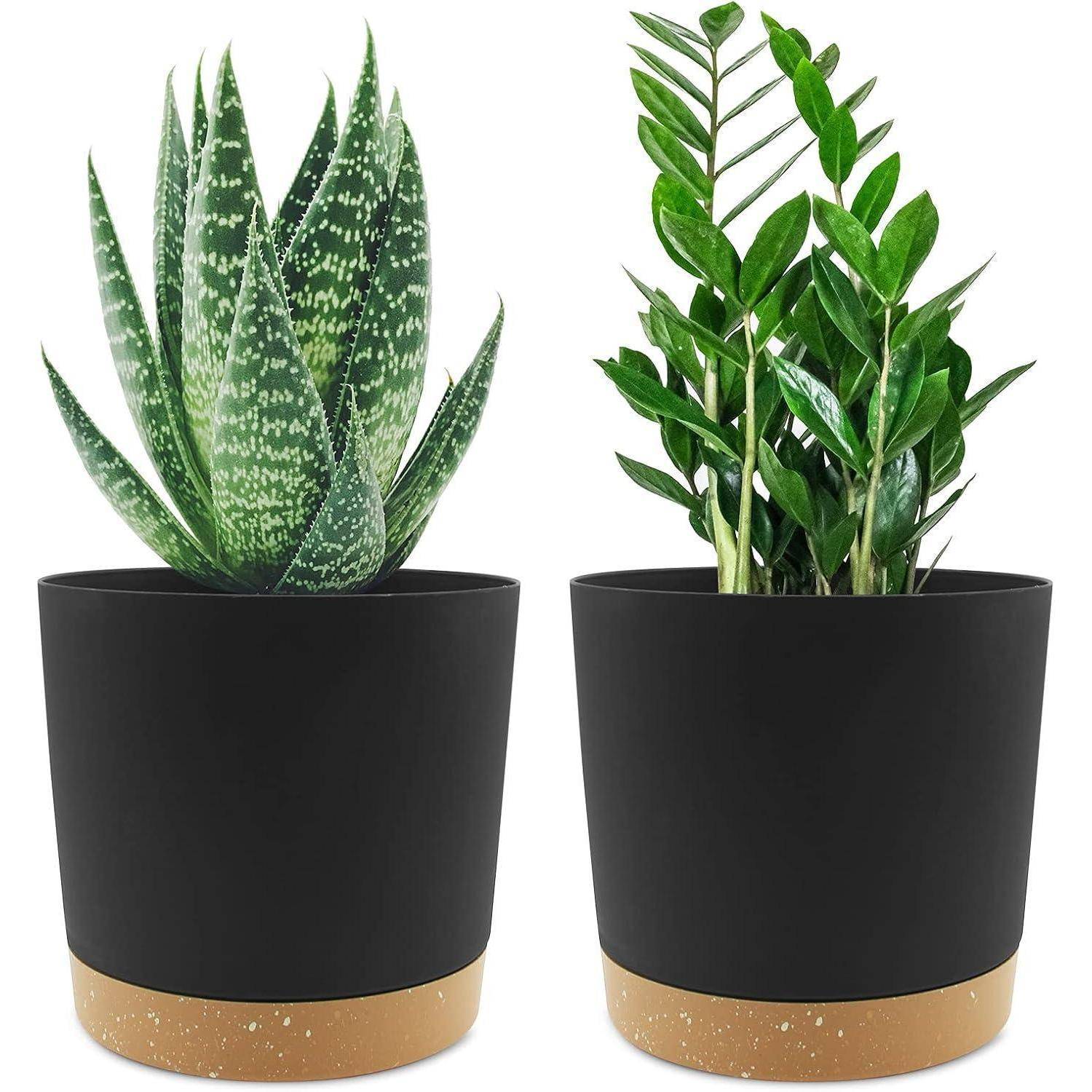 Zwei Topfpflanzen in schwarzen Töpfen mit beigen Untersetzen: links eine stachelige grüne Aloe Vera und rechts eine blattreiche ZZ-Pflanze mit vertikalen Stängeln.