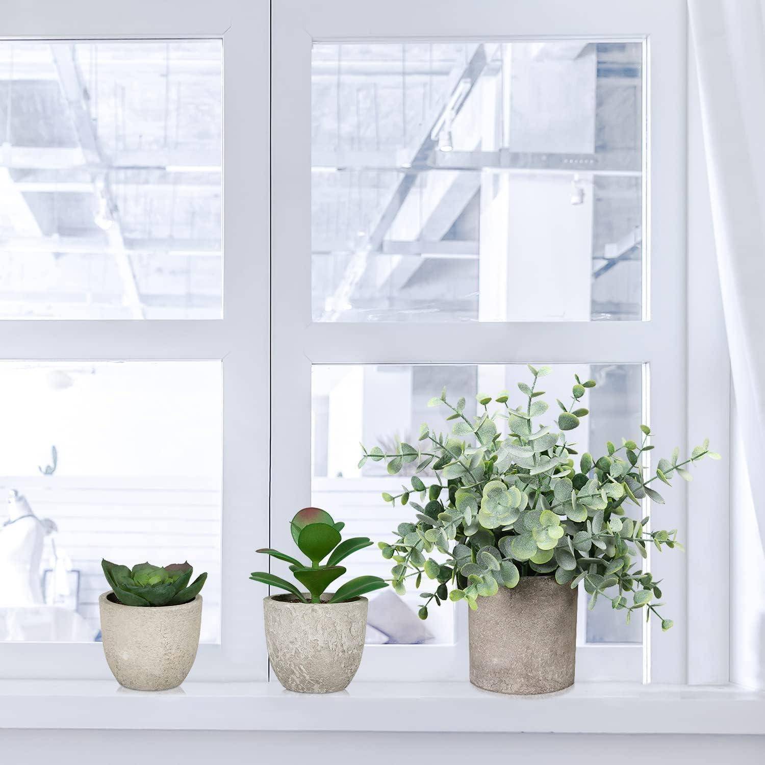 Drei Topfpflanzen auf einer Fensterbank: eine kleine Sukkulente, eine mittelgroße blattreiche Pflanze und eine größere buschige Pflanze, mit einem hellen Fenster im Hintergrund.