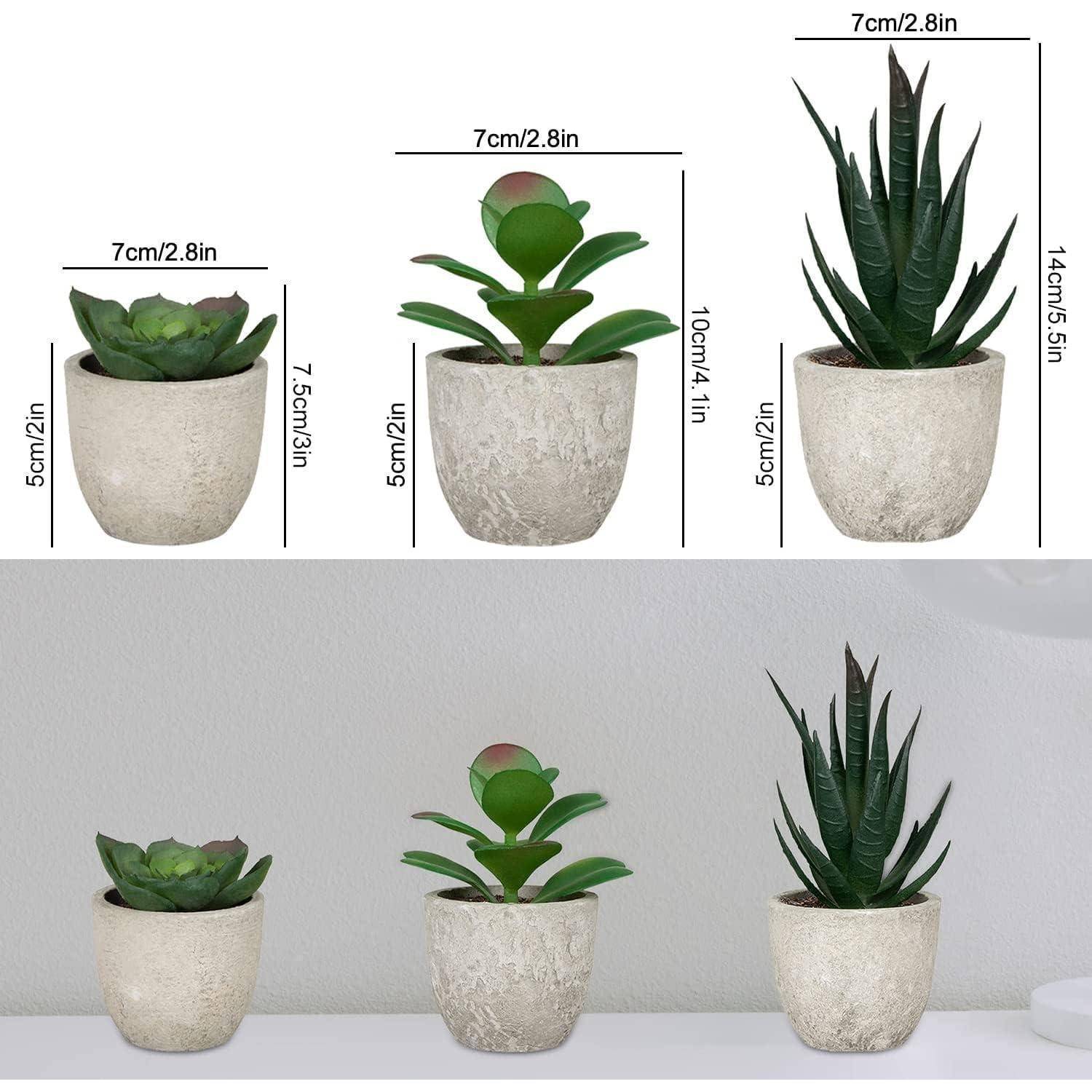 Drei Sukkulenten in Töpfen unterschiedlicher Höhen (5 cm, 7 cm, 14 cm) sind in einer Reihe aufgestellt, wobei jede Pflanze in einem cremefarbenen Topf auf einem weißen Regal steht.