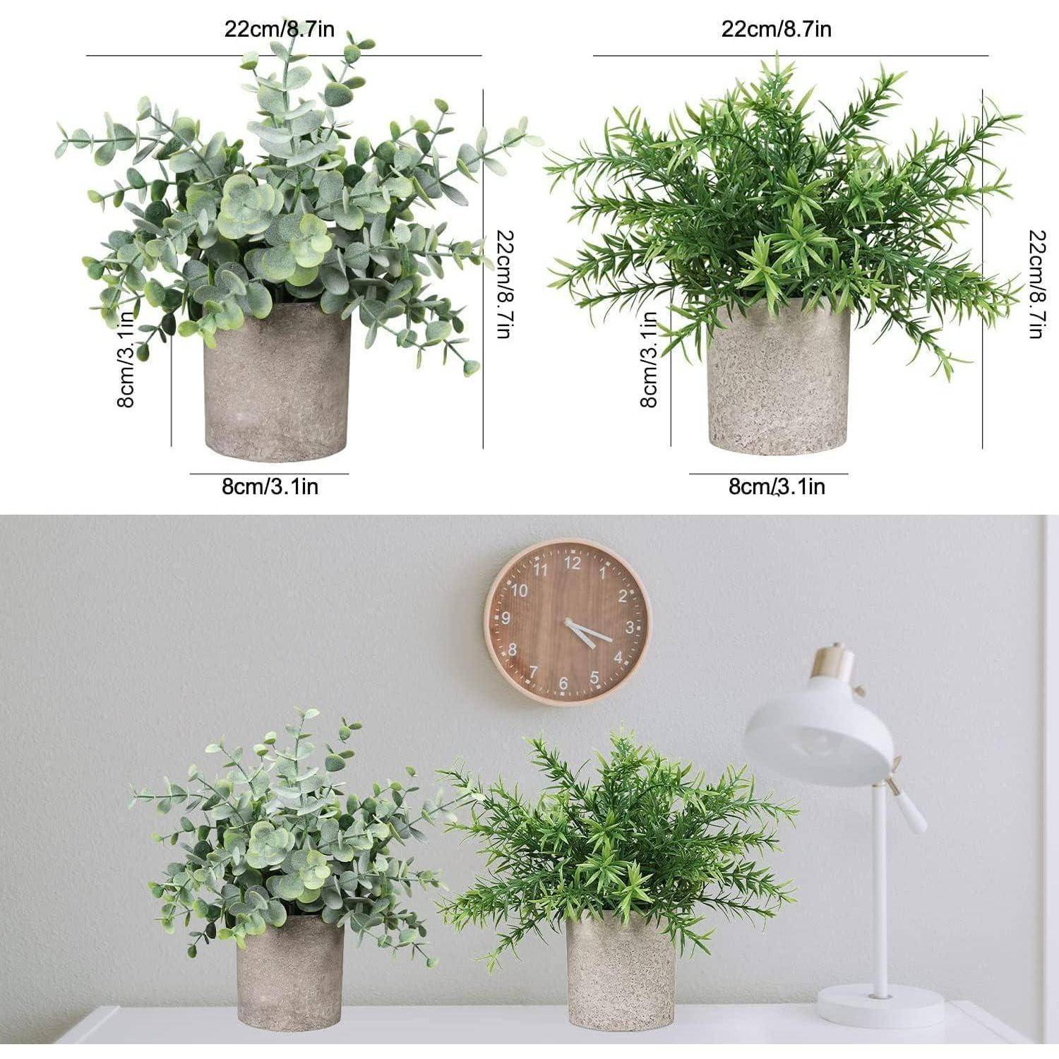 Zwei kleine Topfpflanzen auf einem Regal, mit markierten Abmessungen von 22 cm/8,7 Zoll in der Höhe; eine hat üppiges Grünlaub, die andere hat nadelförmiges Blattwerk. Eine Uhr und eine Lampe befinden sich im Hintergrund.