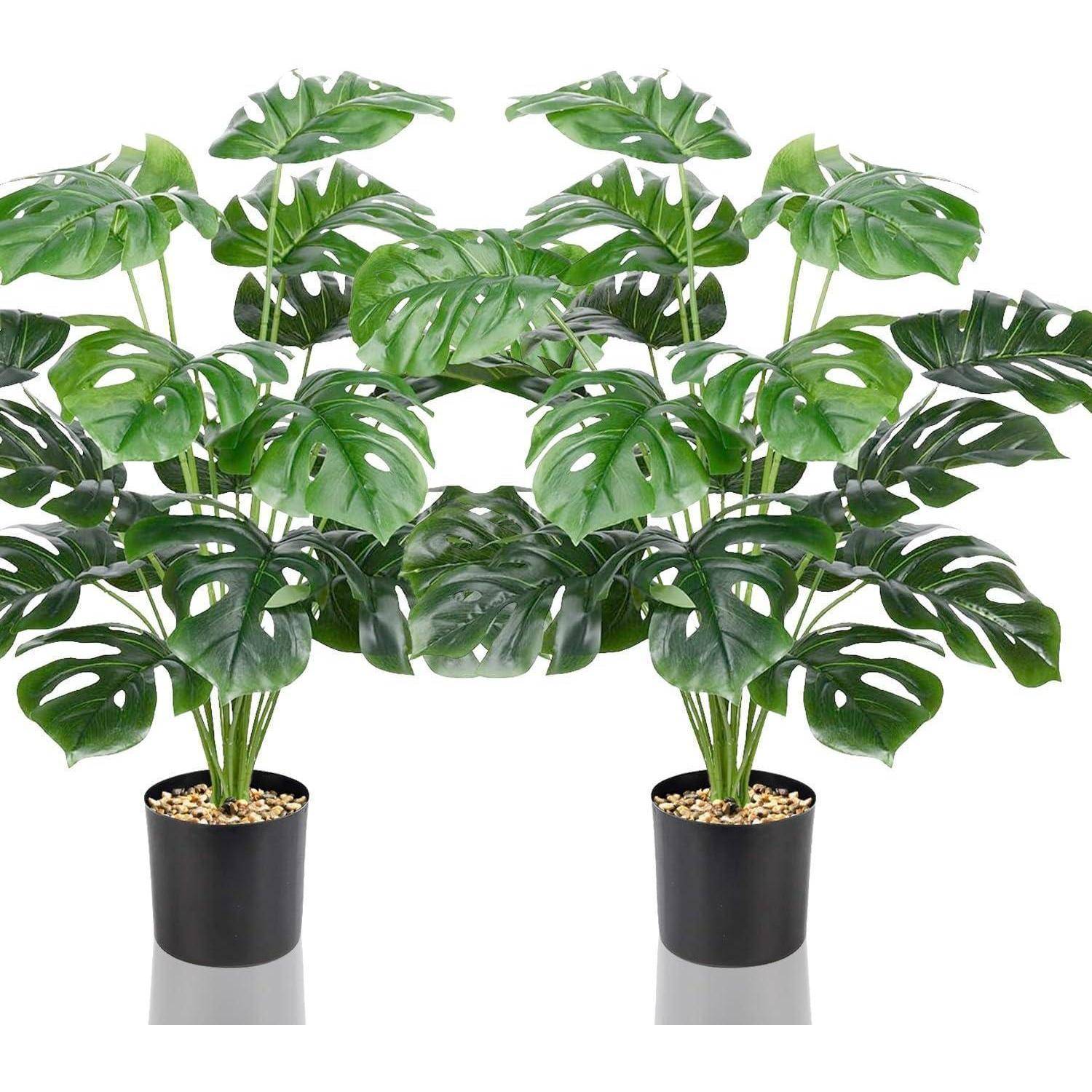 Zwei Monstera-Pflanzen in Töpfen mit lebhaft grünen Blättern und natürlichem Steinuntergrund, vor einem weißen Hintergrund präsentiert.