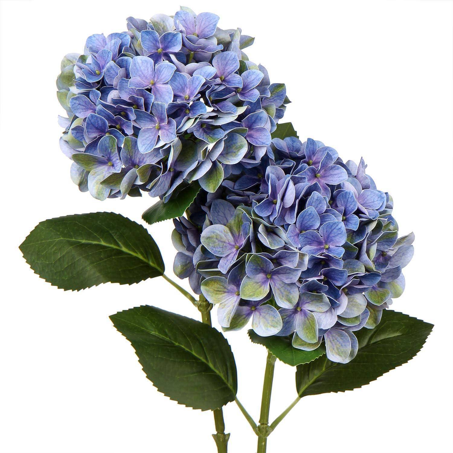 Zwei blühende lila Hortensienblüten mit grünen Blättern an einem einzelnen Stiel vor einem weißen Hintergrund.