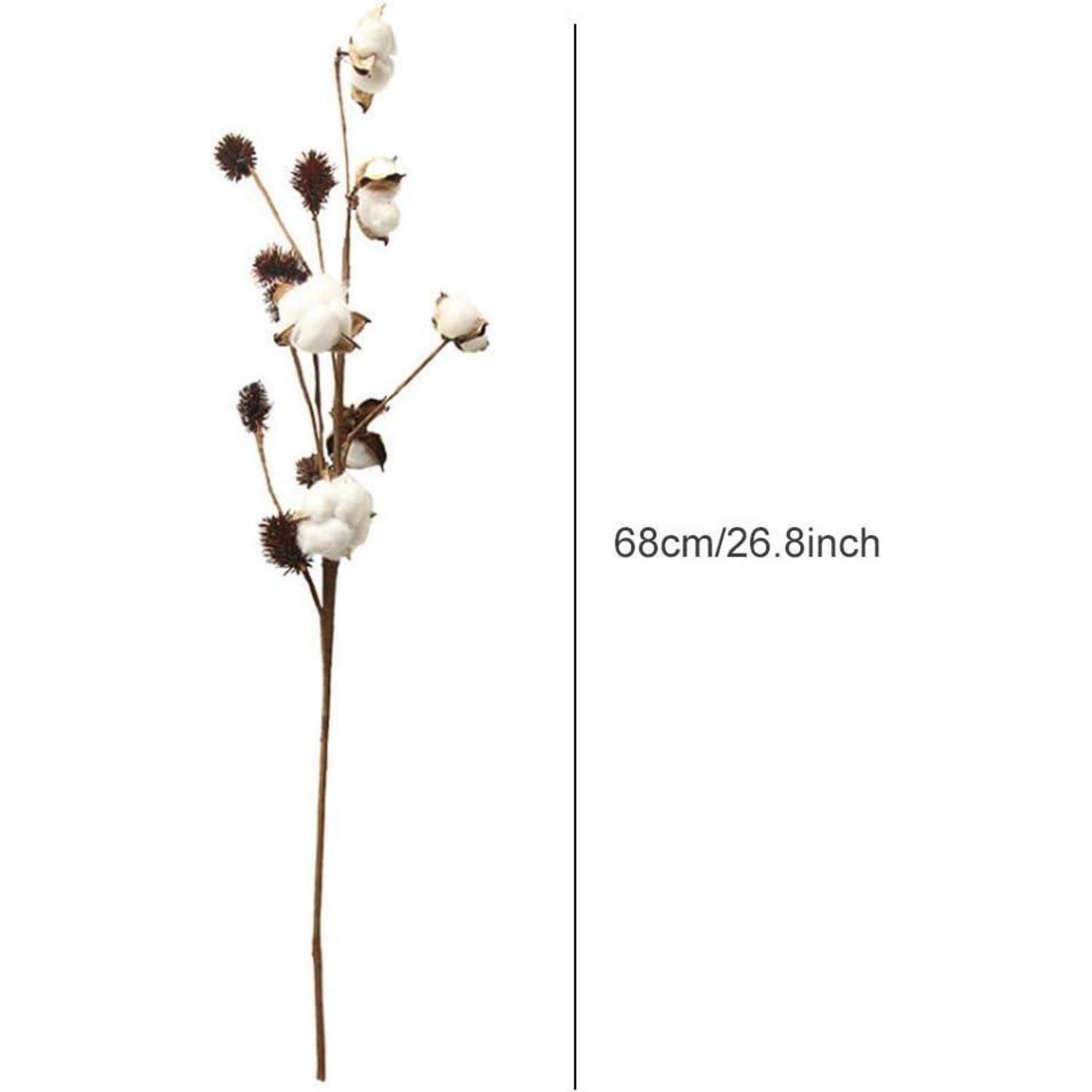 Baumwollzweig mit braunen Stängeln und weißen Baumwollkapseln, der 68 cm (26,8 Zoll) lang ist.