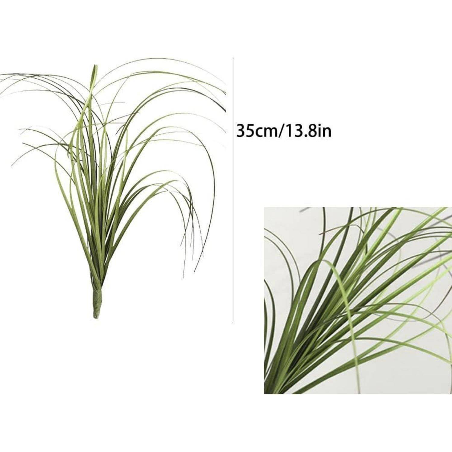 Grünes, grasartiges Blattwerk, 35 cm (13,8 Zoll) lang, mit einer Detailaufnahme auf der rechten Seite, die schlanke, bogig gebogene Blätter zeigt.