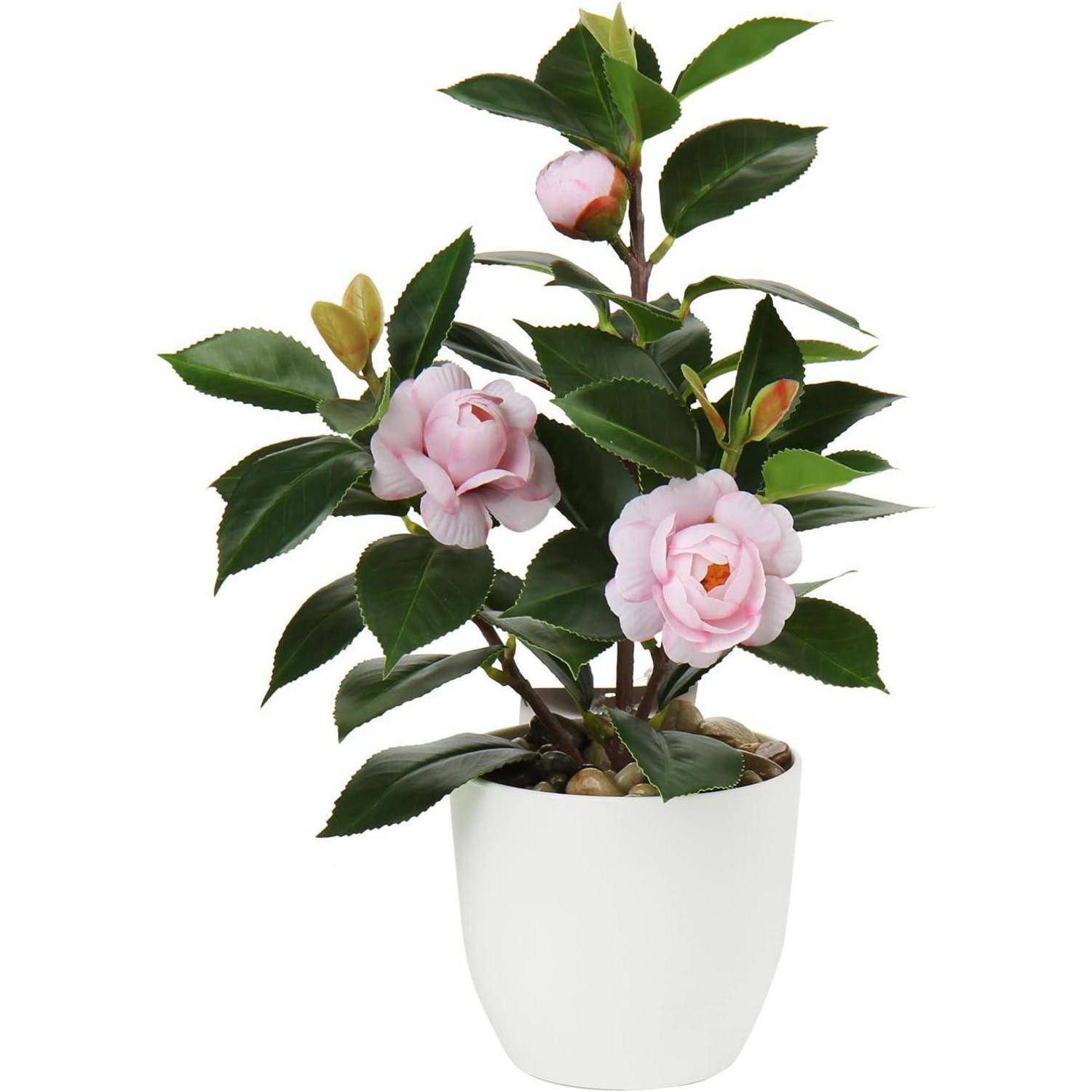 Eine Topfpflanze mit rosa Kamelienblüten und grünen Blättern in einem weißen Topf.