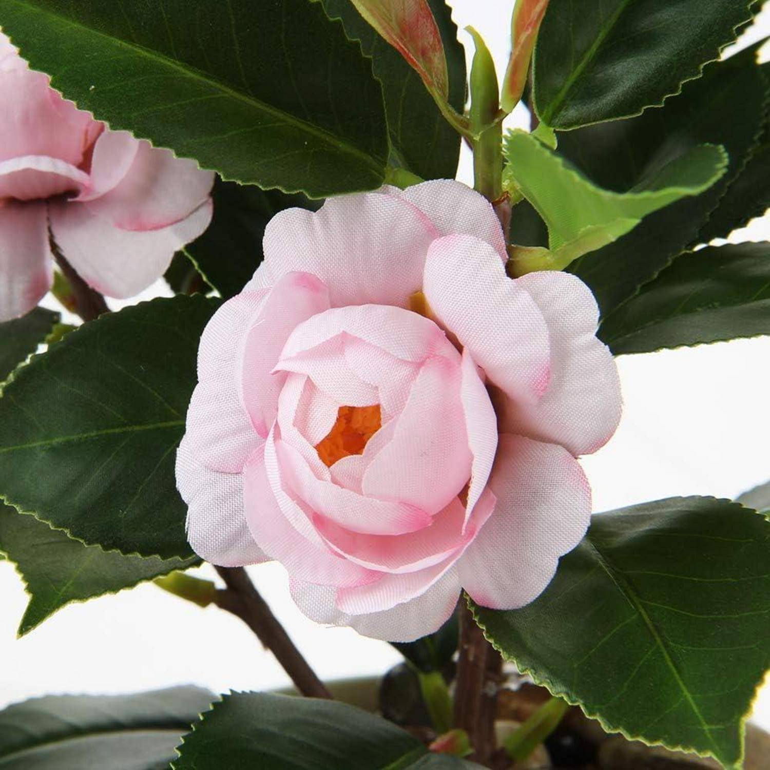 Eine Nahaufnahme einer rosa Kamelie mit üppigen grünen Blättern, die ihre zarten Blütenblätter und den zentralen Staubblatt hervorhebt.