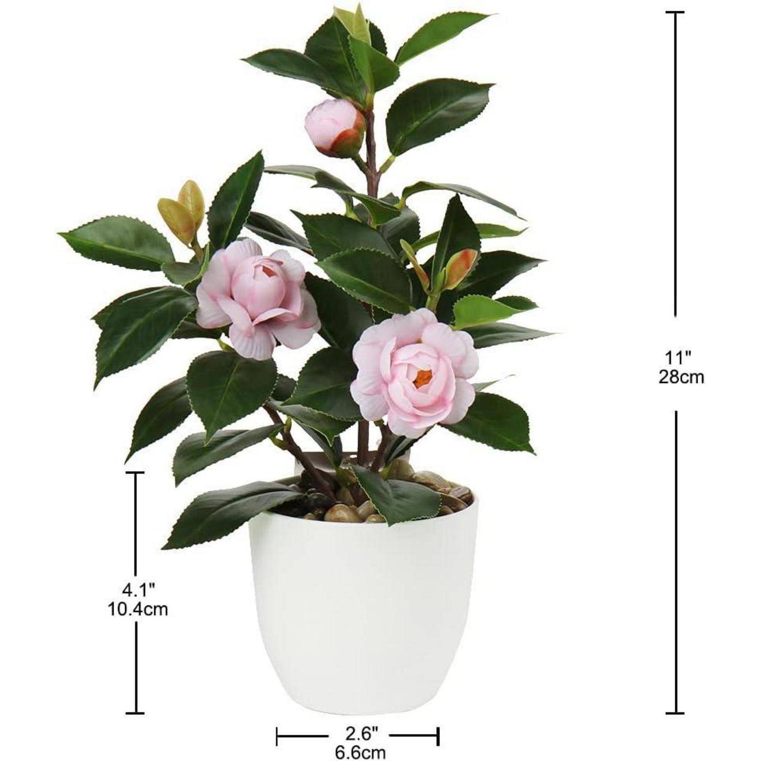Pflanze mit rosa Blüten in einem weißen Topf, umgeben von Maßlinien, die eine Höhe von 11 Zoll (28 cm) und eine Breite von 2,6 Zoll (6,6 cm) angeben.