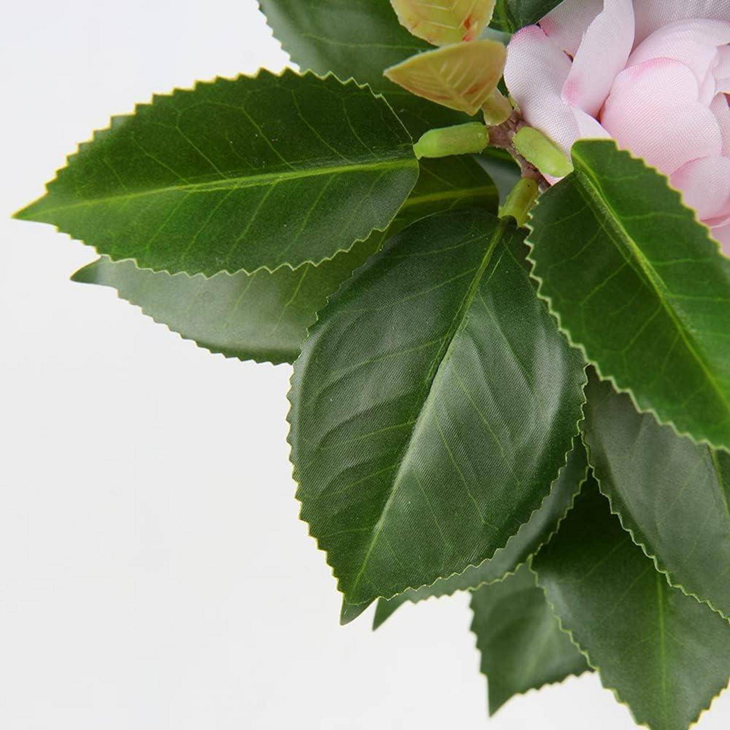Eine Nahaufnahme von leuchtend grünen Blättern mit gezackten Kanten, die weiche rosa Blütenblätter umgeben, was auf eine blühende Pflanze hindeutet.