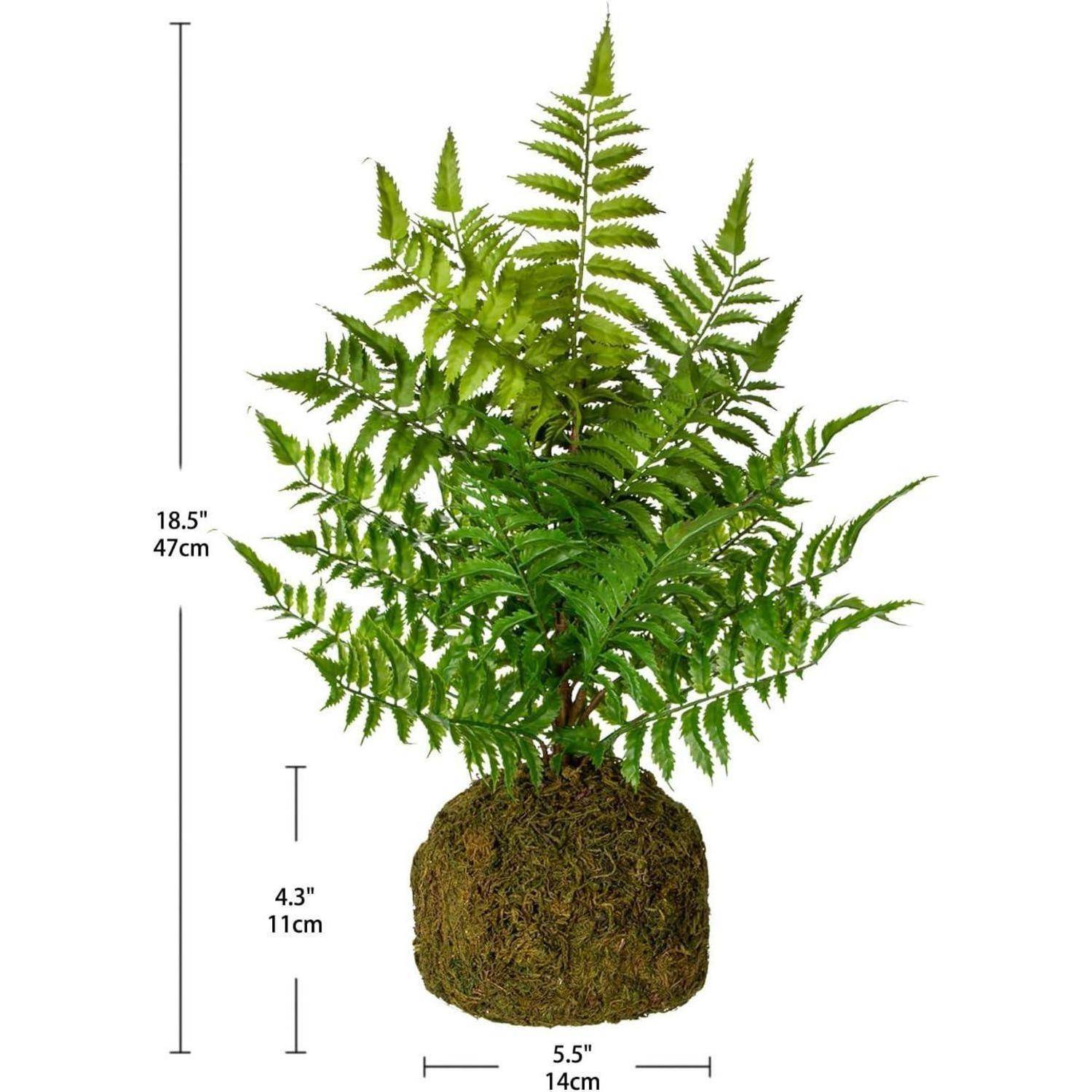 Ein in einem Topf gepflanzter Farn mit einer Höhe von 18,5 Zoll (47 cm), einem Basisdurchmesser von 5,5 Zoll (14 cm) und einer Pflanzenhöhe von 4,3 Zoll (11 cm).