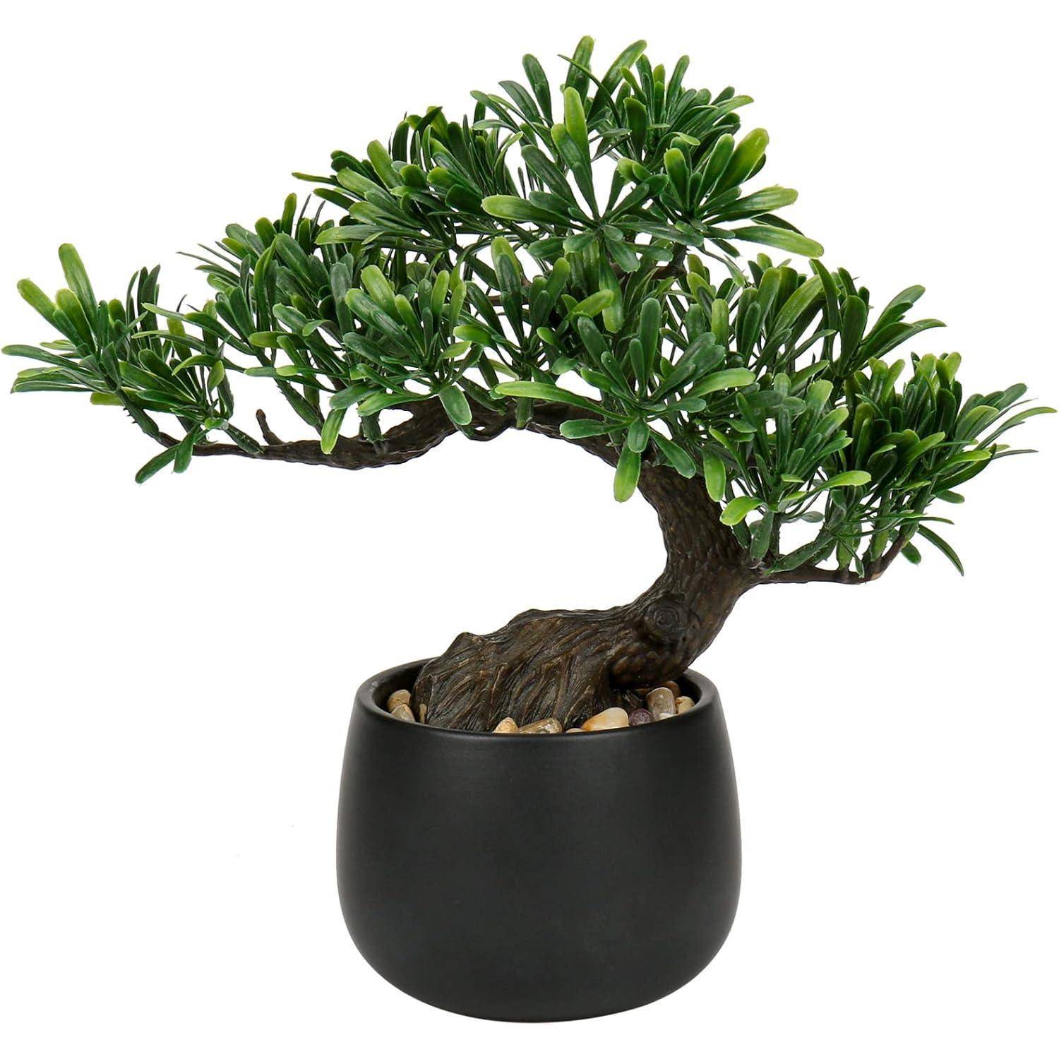 Ein kleiner Bonsai-Baum mit dichten grünen Blättern in einem einfachen schwarzen Topf, gefüllt mit kleinen Steinen, der eine verdrehte Stammbildung aufweist.