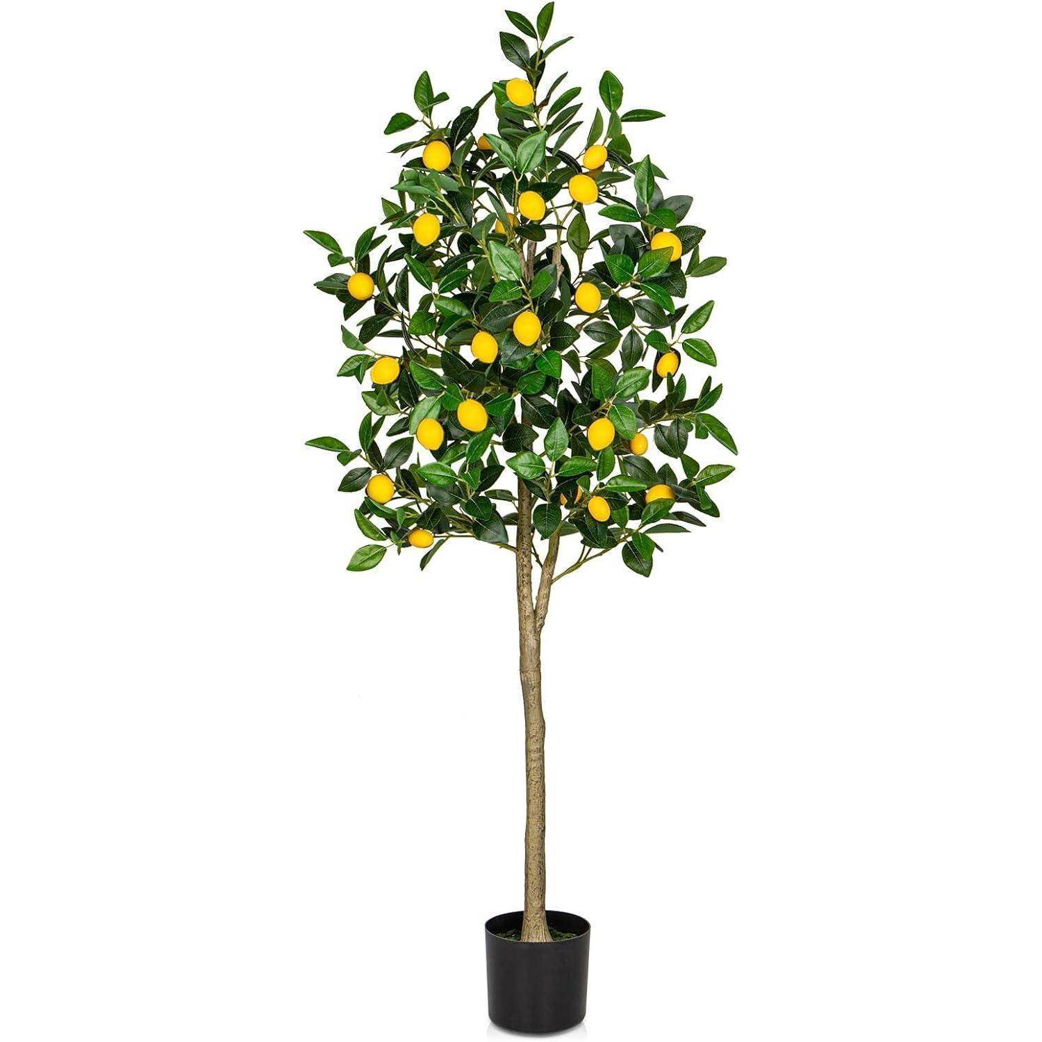 Ein Zitronenbaum mit leuchtend gelben Zitronen an grünen Ästen in einem schwarzen Topf.
