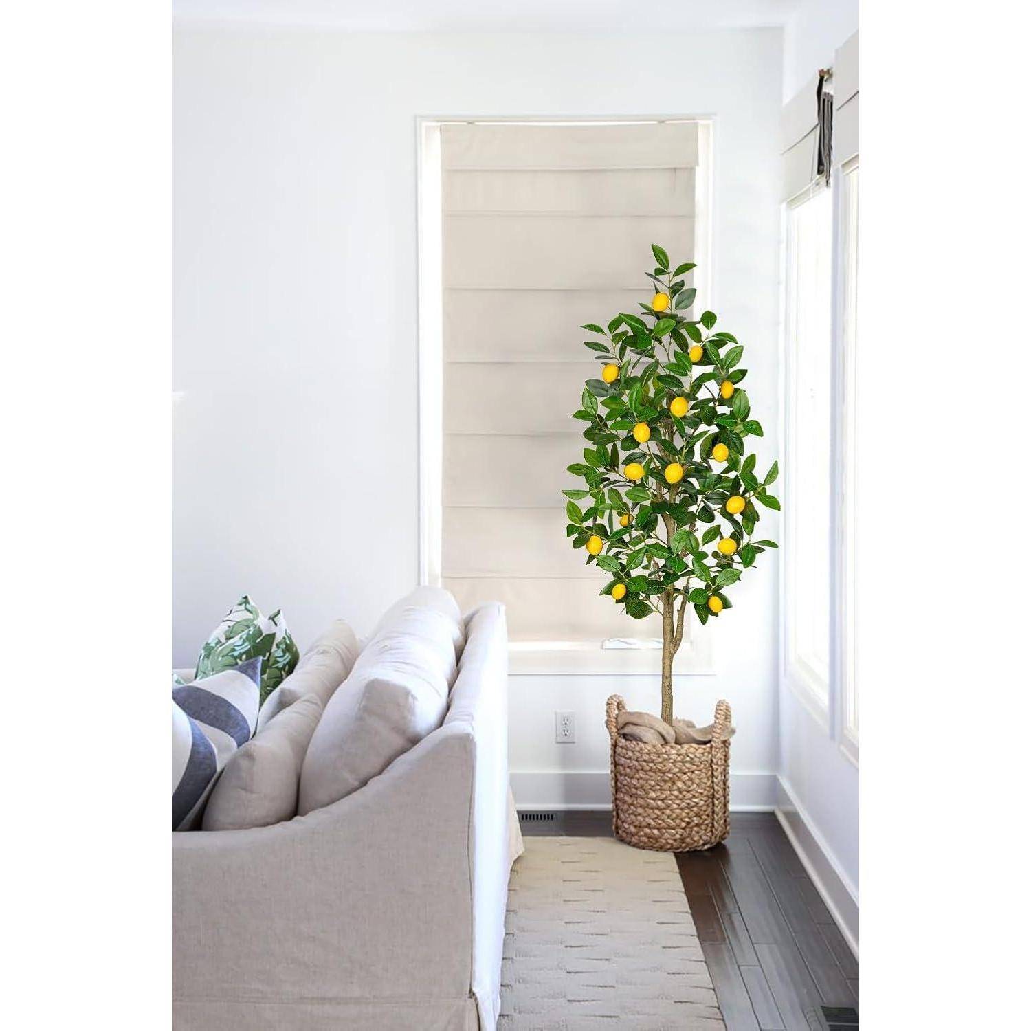 Ein Zitronenbaum im Topf mit reifen Zitronen steht neben einem beigen Sofa in einem hellen Raum mit weißen Wänden und großen Fenstern.