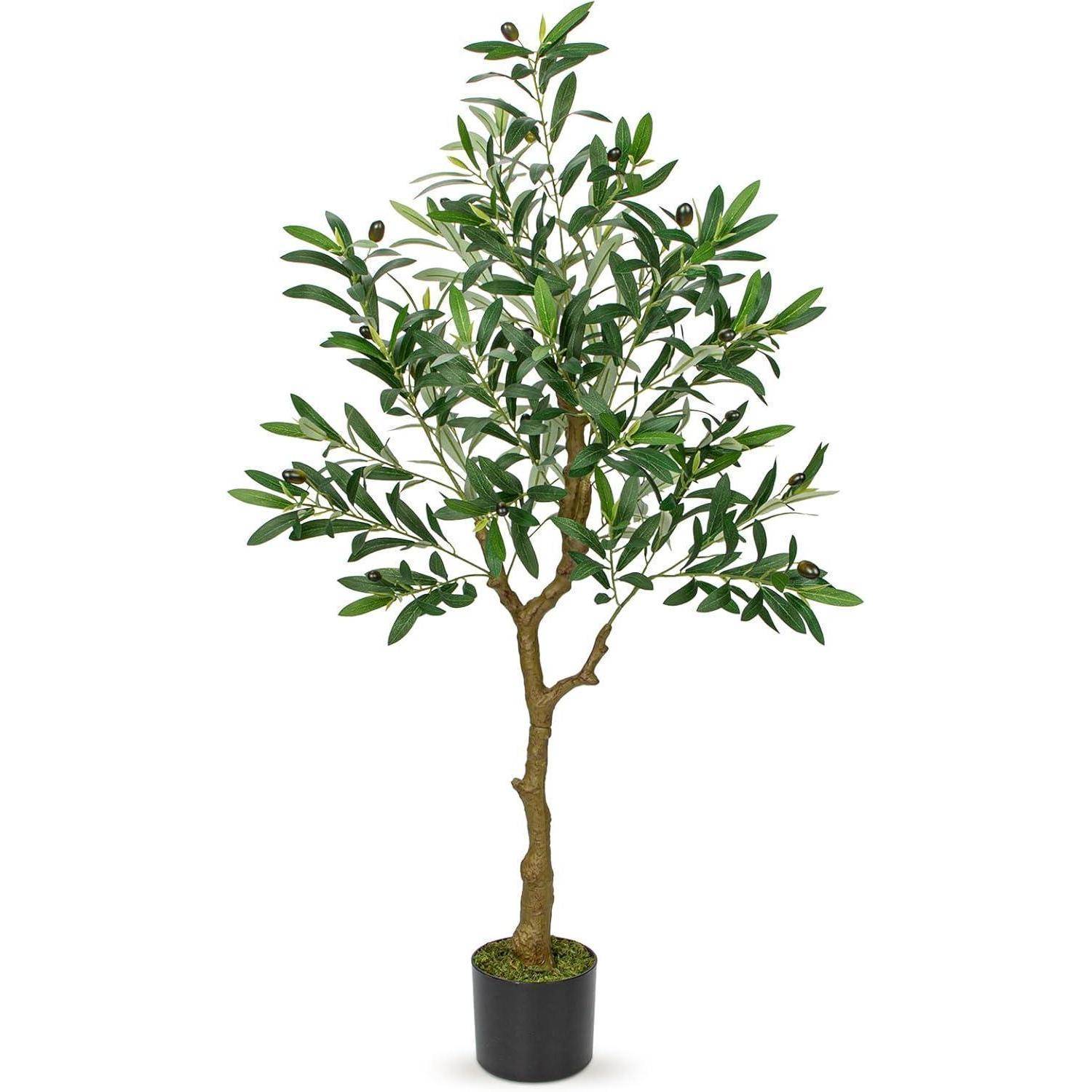 Eine Olivenbaum im Topf mit üppig grünen Blättern und kleinen Oliven, vor einem schlichten Hintergrund präsentiert.