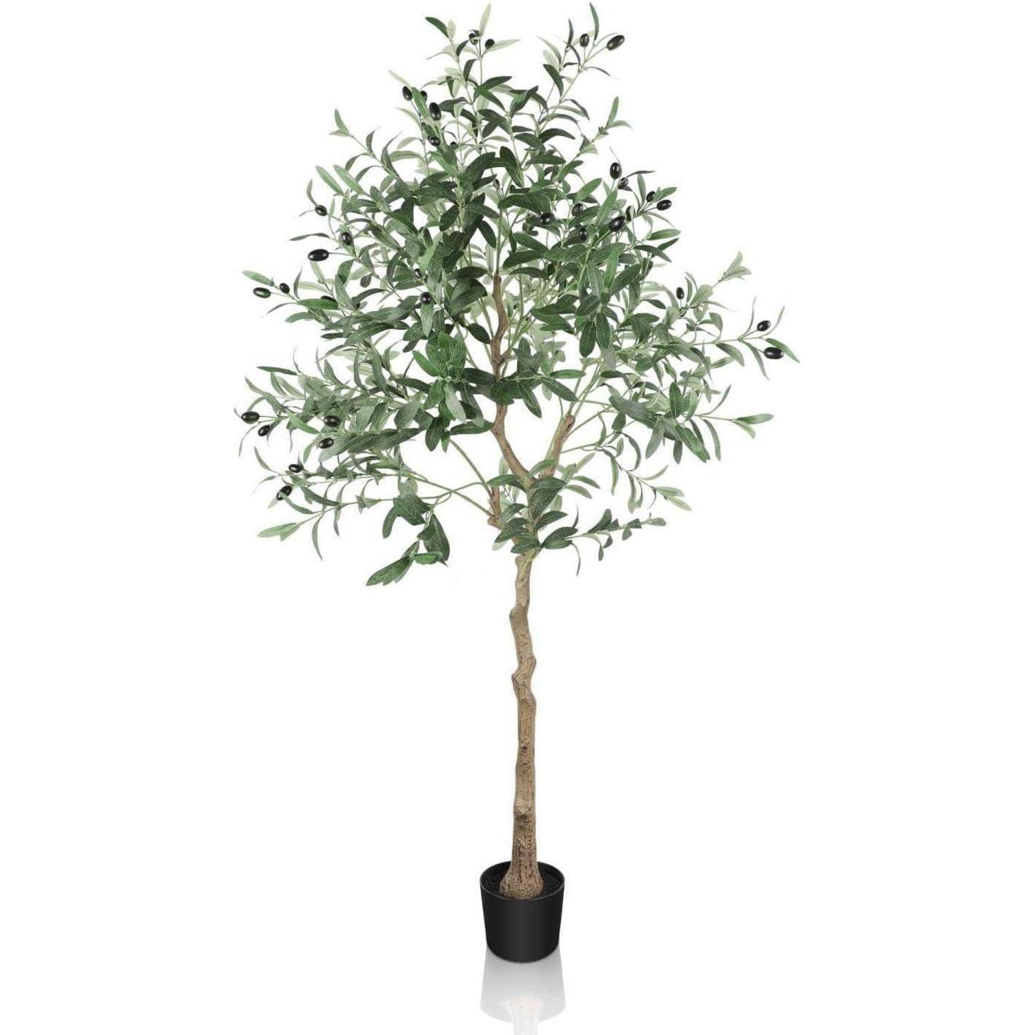 Eingepflanzter Olivenbaum mit schlankem Stamm und dichten grünen Blättern, in einem schwarzen Topf platziert.