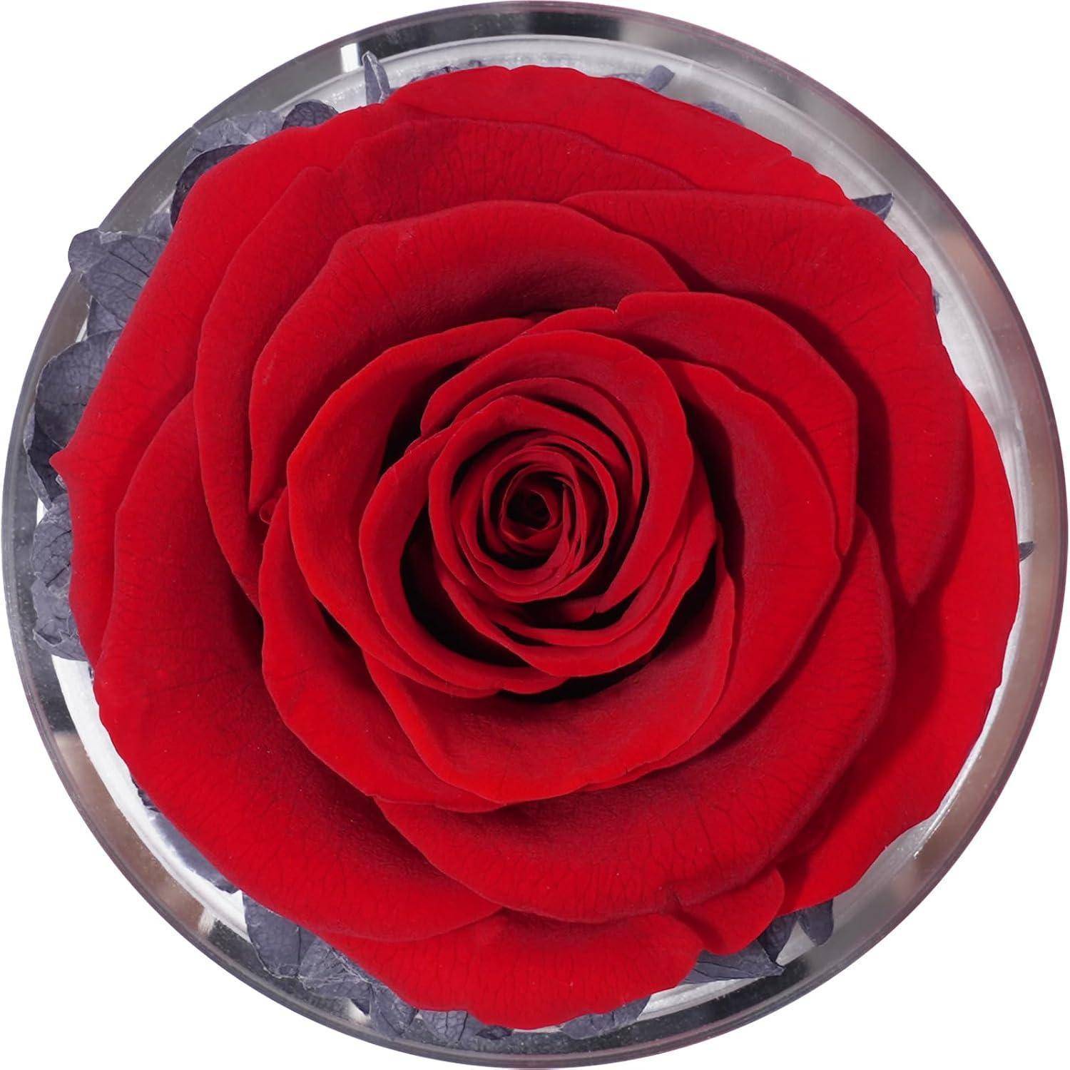 Eine leuchtend rote Rose in voller Blüte, von oben betrachtet, umrahmt von einer klaren, runden Vase mit dunkelgrünen Blättern am Fuß, die einen bestechenden Kontrast schafft.