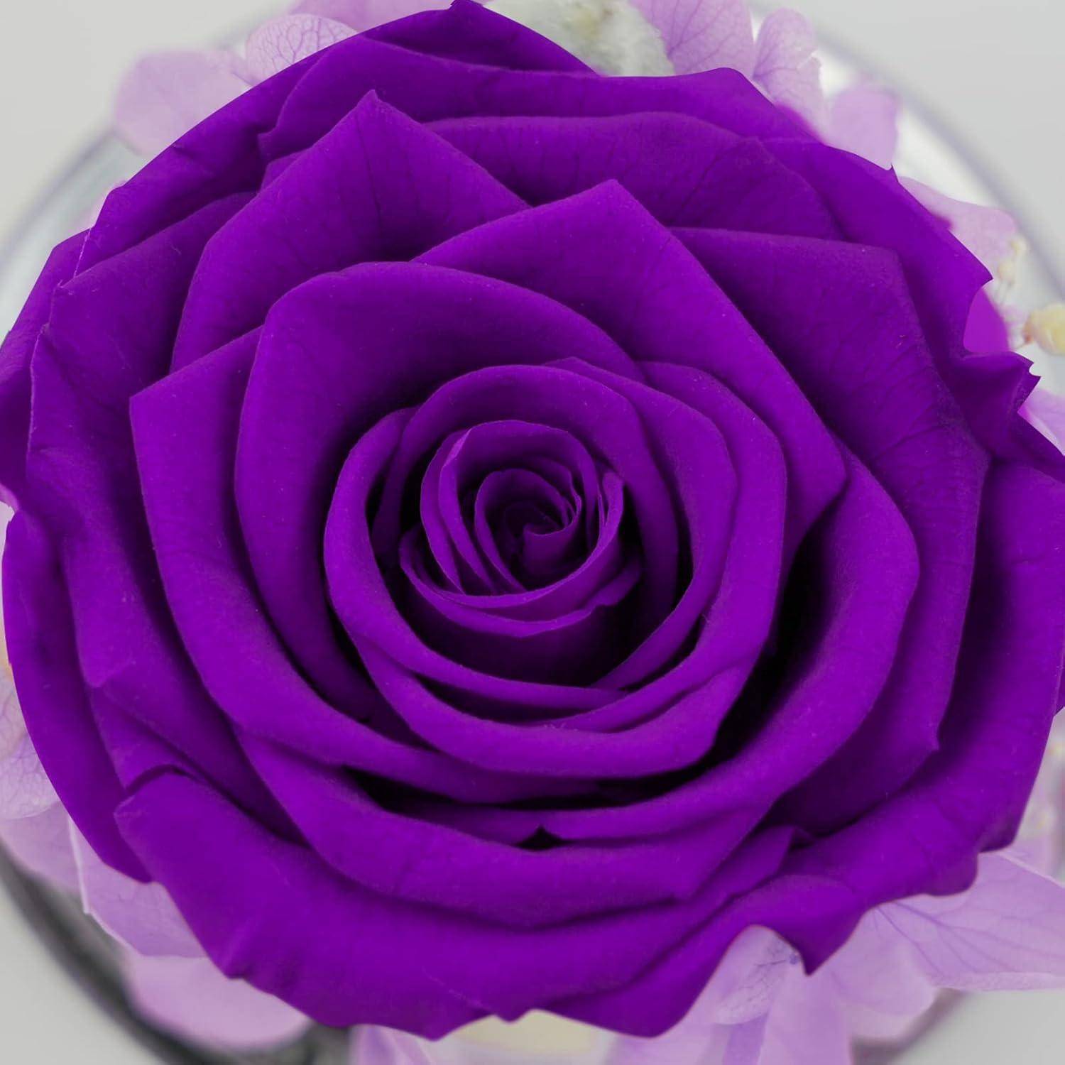 Eine leuchtend lila Rose in voller Blüte, von oben betrachtet, mit zarten Blütenblättern, die ein symmetrisches Muster bilden.