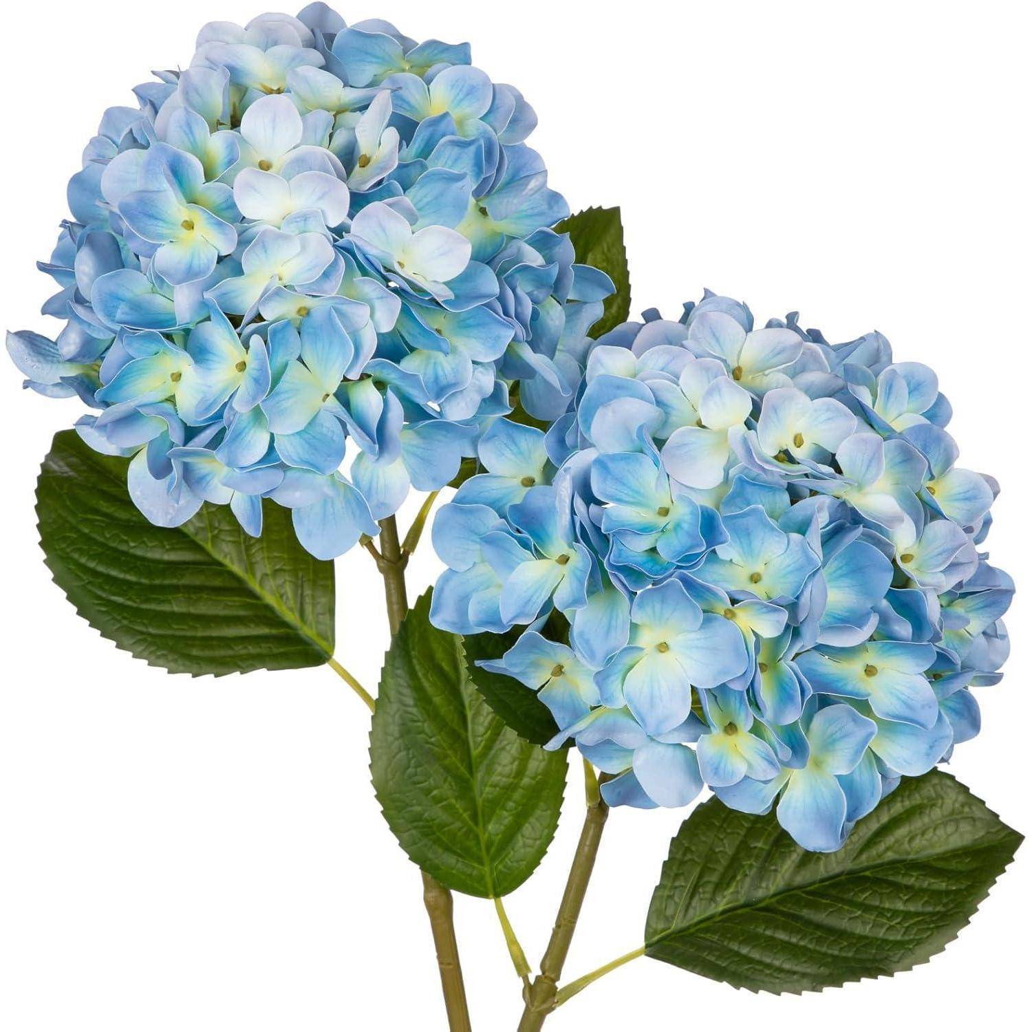 Zwei blaue Hortensien-Blütencluster mit grünen Blättern, die lebendige Blütenblätter und natürliche Schönheit zur Geltung bringen.