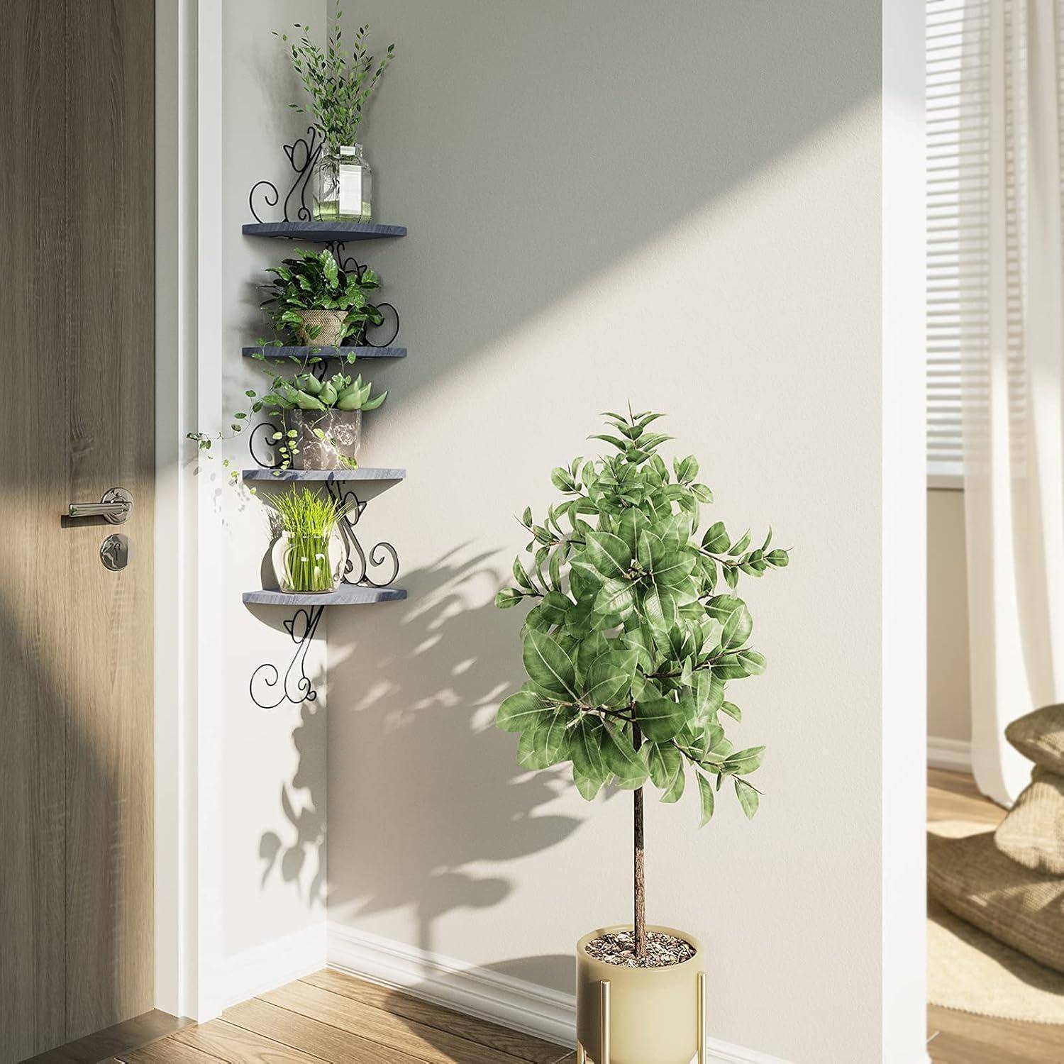Eine sonnendurchflutete Ecke mit einem an der Wand befestigten Pflanzenregal, auf dem verschiedene kleine Pflanzen stehen, und einem Topfpflanze auf dem Boden in der Nähe einer halboffen Tür.