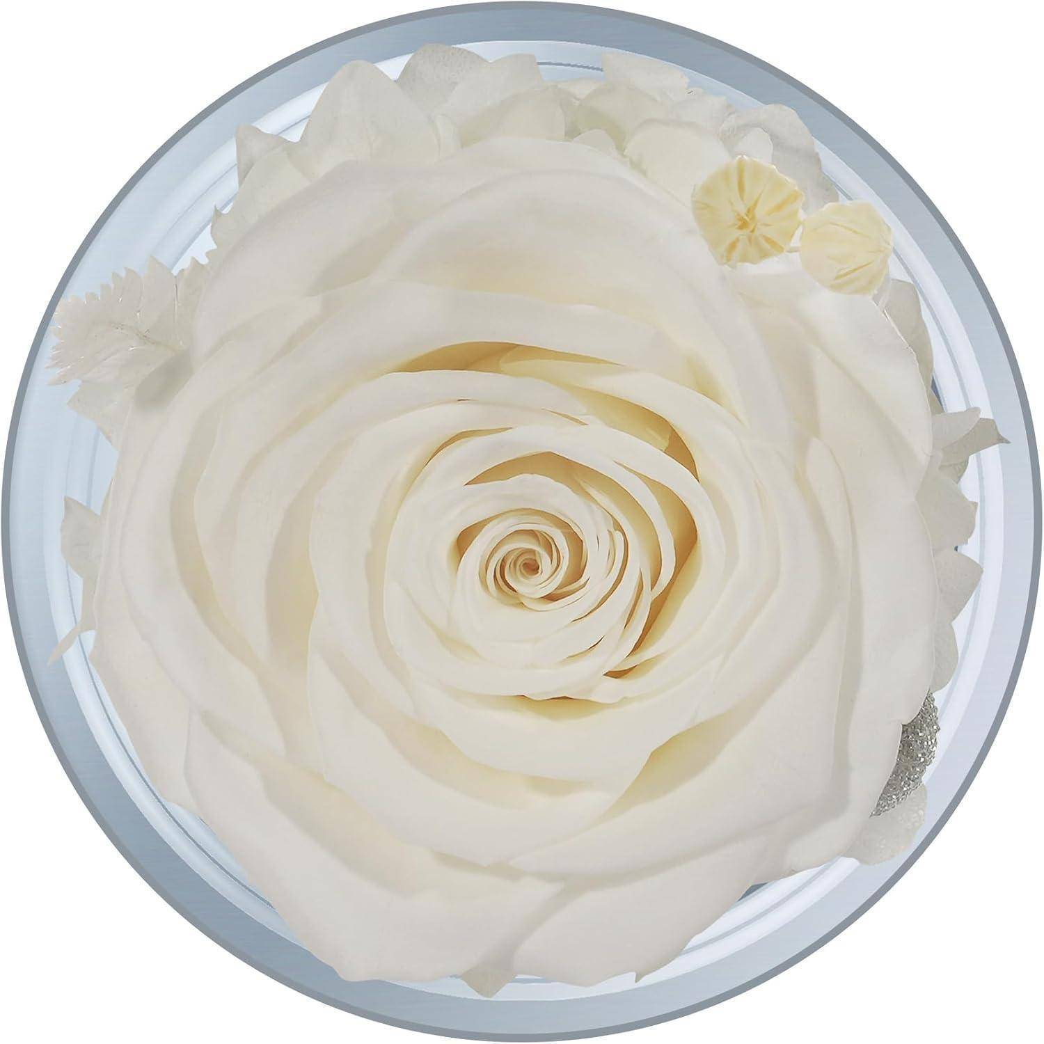 Eine große, detaillierte weiße Rose, von oben betrachtet, mit weichen Blütenblättern, die in einem Spiralmuster innerhalb eines kreisförmigen Rahmens angeordnet sind.