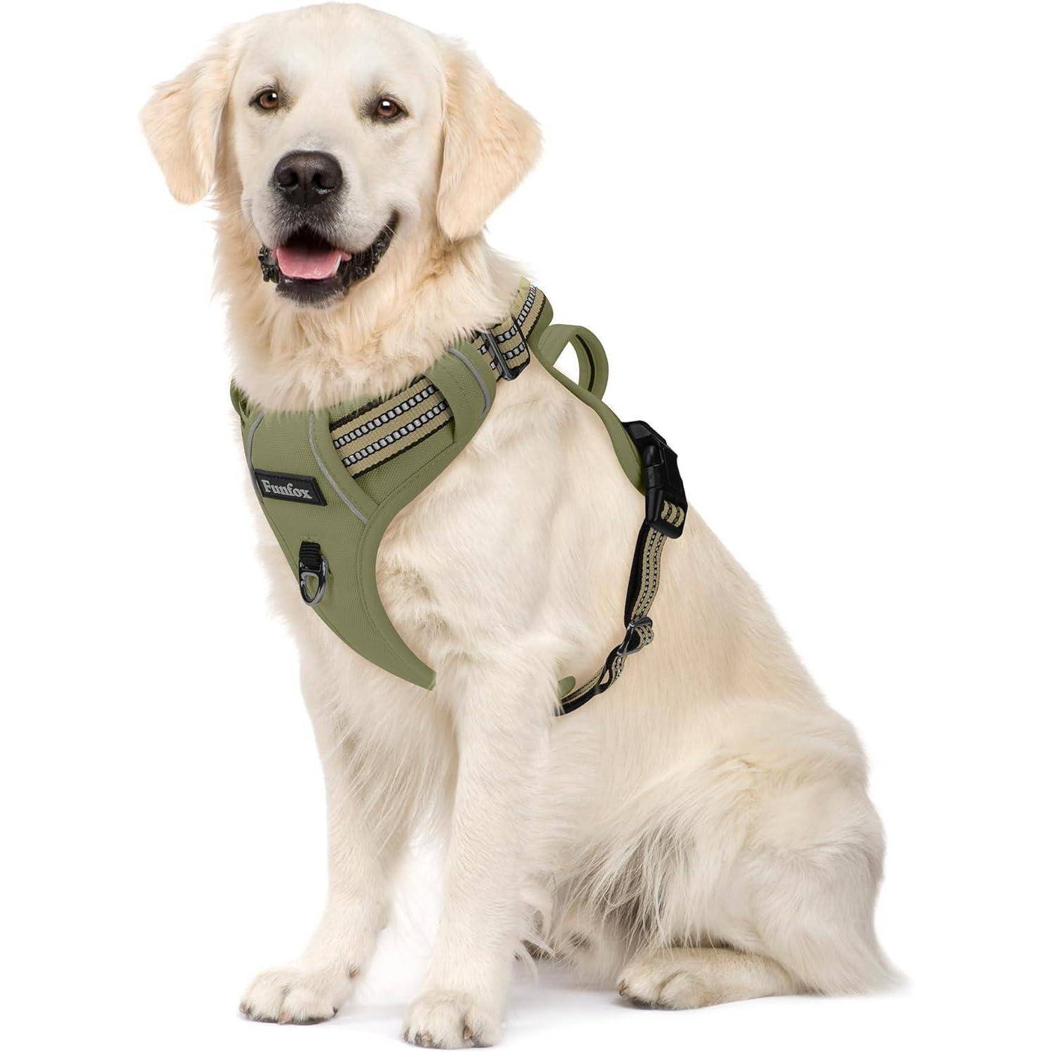 Ein Golden Retriever mit grünem Geschirr sitzt vor einem weißen Hintergrund und blickt freundlich nach vorn.