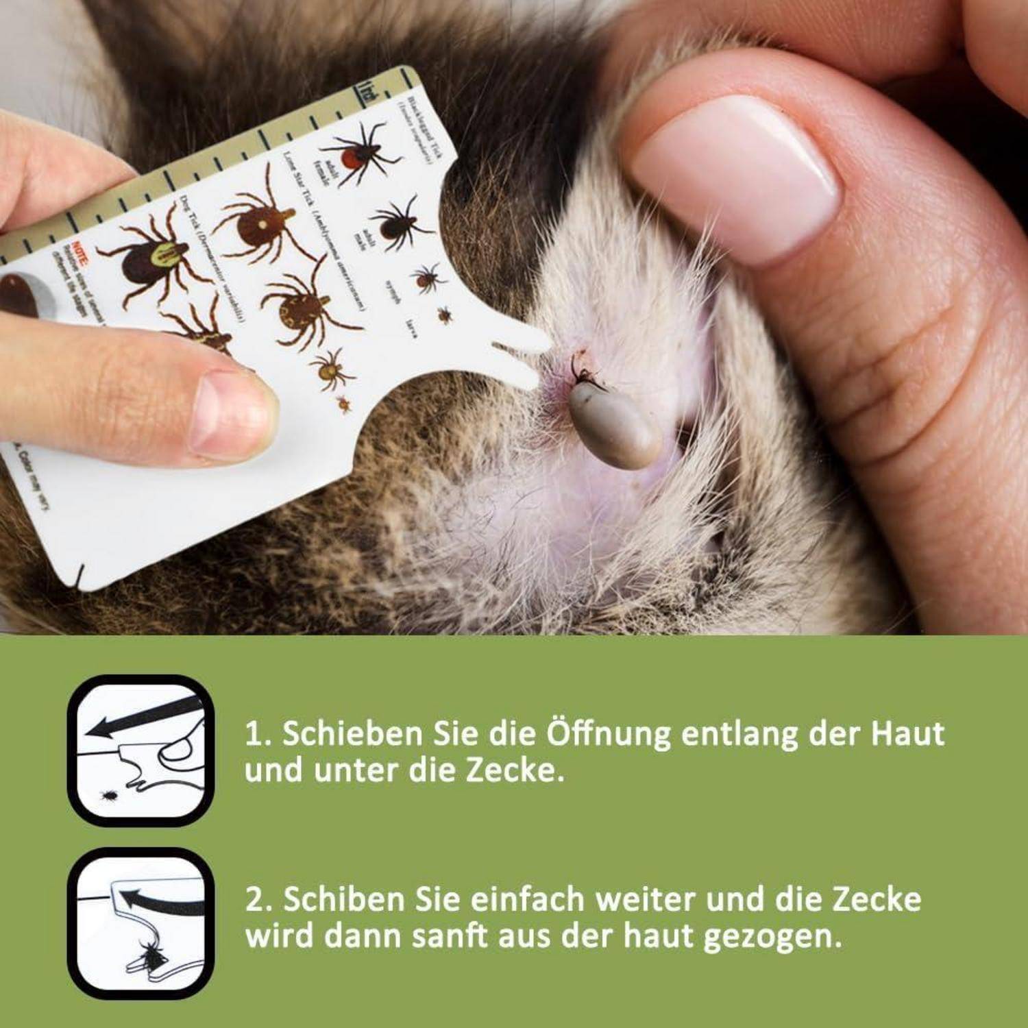 Eine Hand benutzt ein Zeckenentfernungswerkzeug an einem Haustier, mit illustrierten Anweisungen auf Deutsch, die zeigen, wie man das Werkzeug unter die Zecke schiebt.