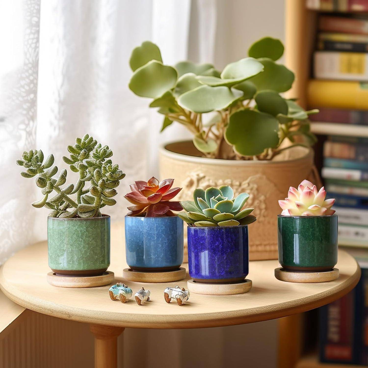 Vier farbenfrohe Sukkulenten in Töpfen auf einem runden Holztisch, mit einer größeren Pflanze und einem Bücherregal im Hintergrund, was eine Indoor-Dekoration andeutet.