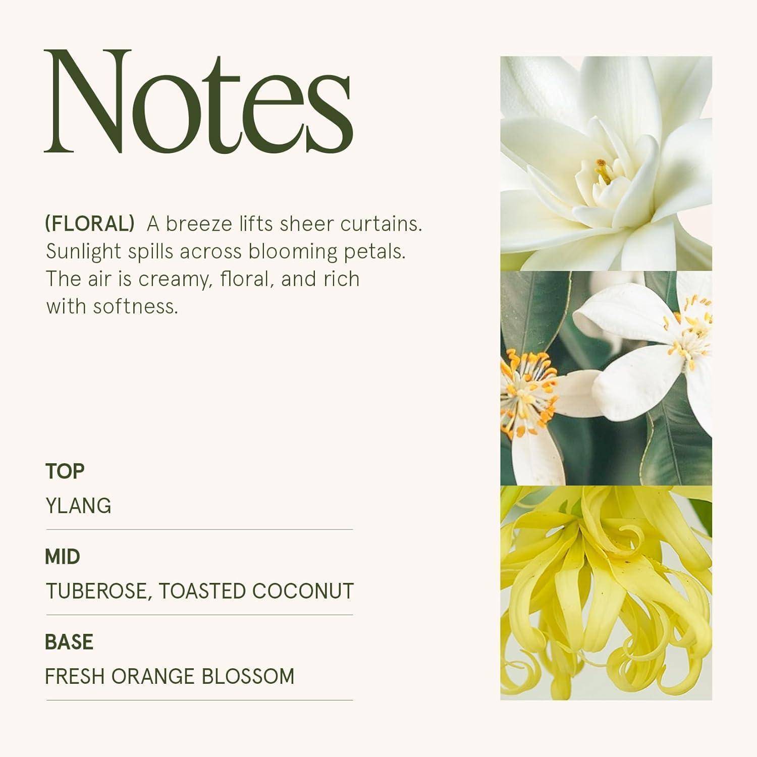 Notizen - Eine Brise hebt zarte Vorhänge. Sonnenlicht ergießt sich über blühende Blütenblätter. Die Luft ist cremig, blumig und erfüllt von weicher Sanftheit.' Top: Ylang. Mitte: Tuberose, geröstete Kokosnuss. Basis: Frische Orangenblüte.