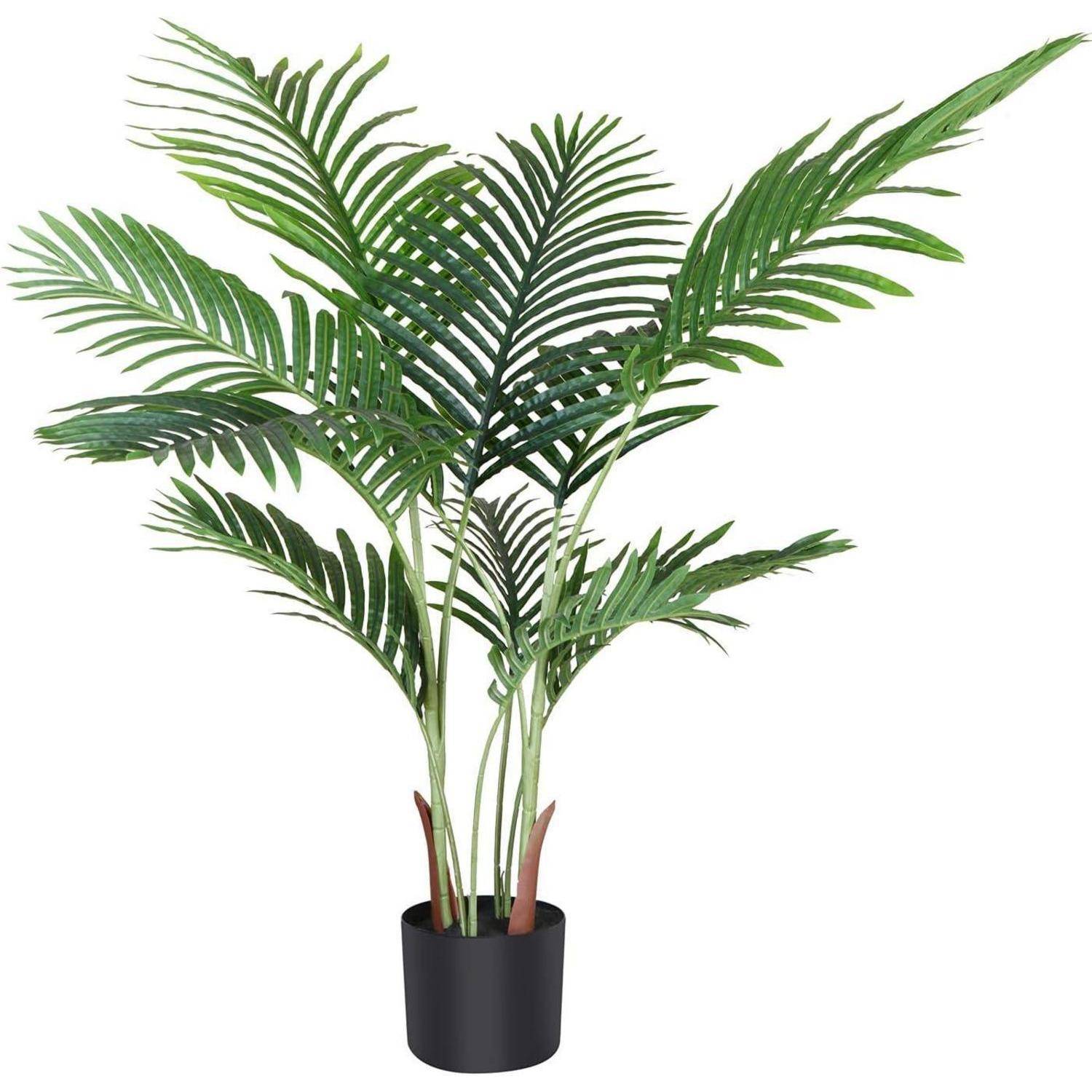 Eine topfierte grüne Palme mit langen, bogigen Wedeln in einem schwarzen Behälter.