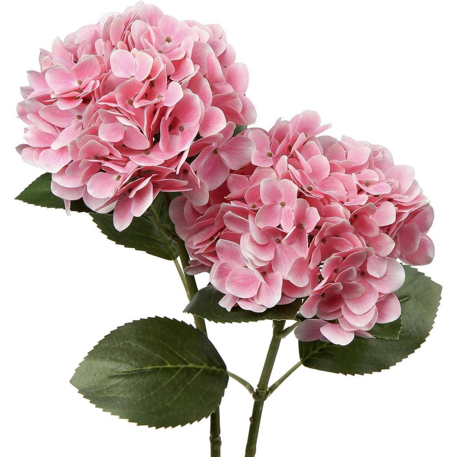 Zwei rosafarbene Hortensienblüten mit grünen Blättern an Stielen, die die große runde Form und lebendige Farbe der Blumen zur Geltung bringen.