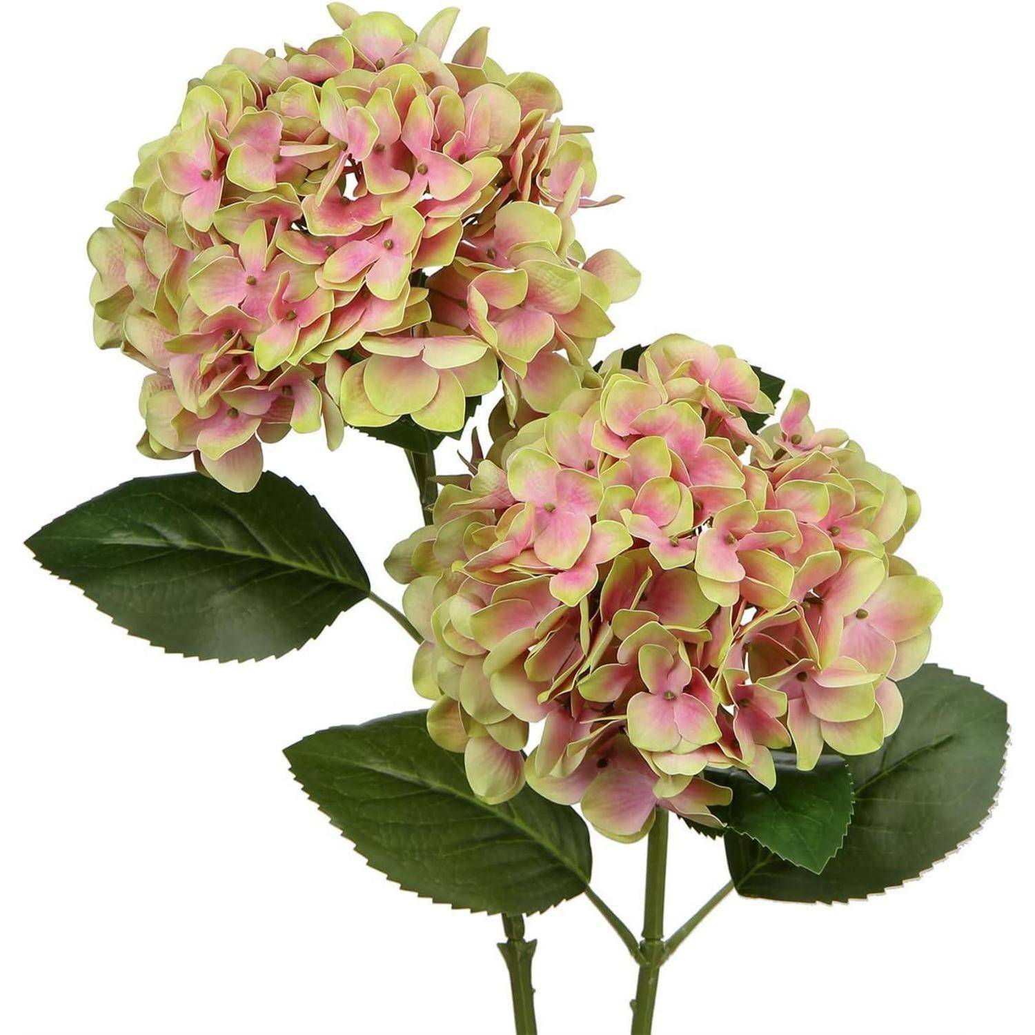Zwei Stängel rosa Hortensienblüten mit grünen Blättern, die große, rundliche Blüten präsentieren.