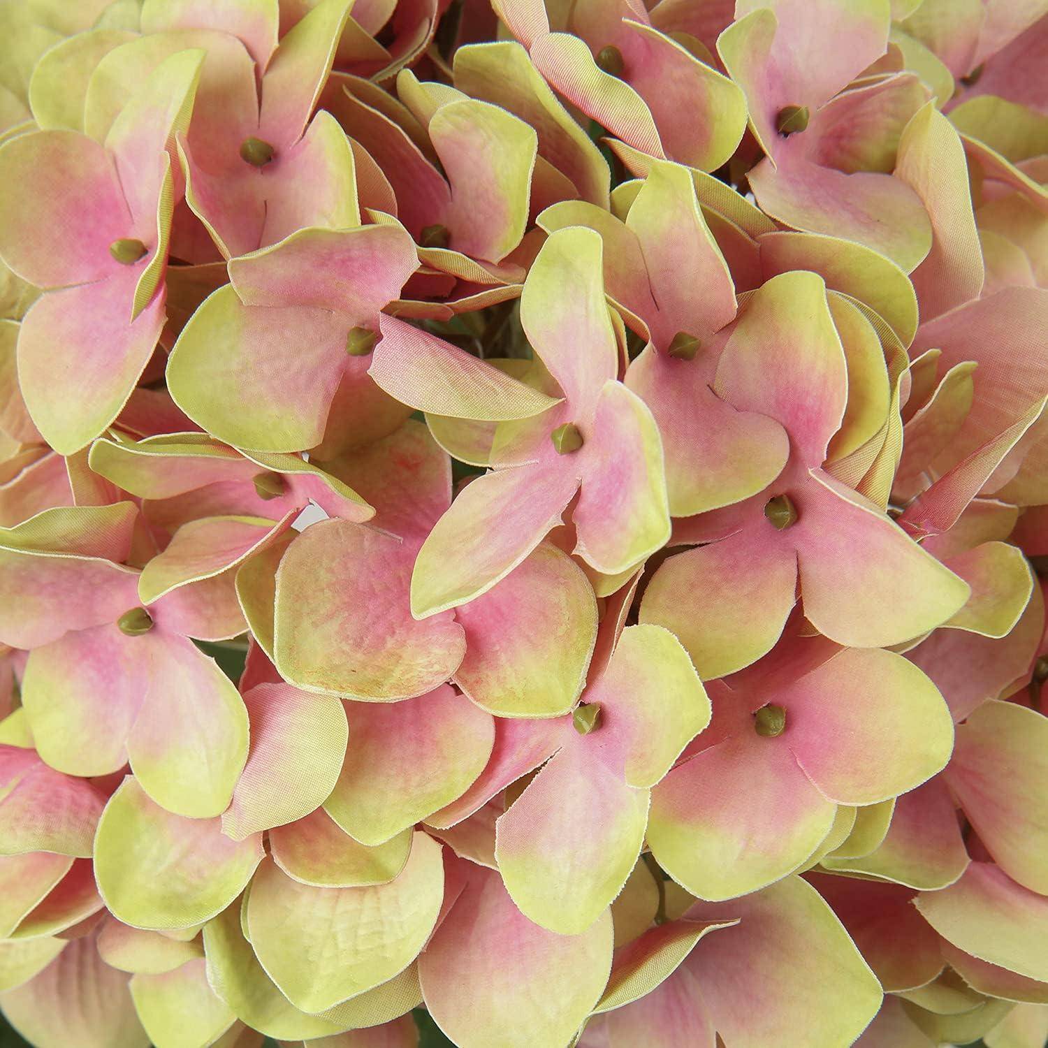 Eine Nahaufnahme von rosa und blassgelben Hortensienblüten, die ihre zarten Blütenblätter und weichen Farben betont.