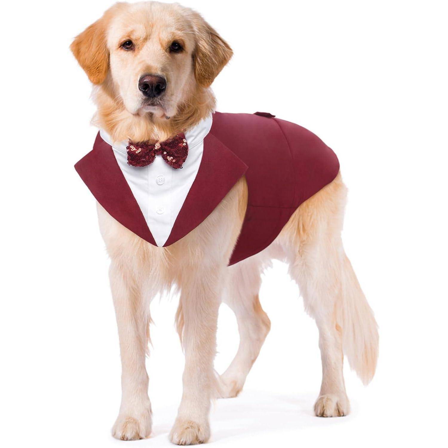 Ein Golden Retriever, der eine bordeauxrote Smoking-Jacke und eine passende Fliege trägt, steht mit gesenktem Schwanz und blickt geradeaus.