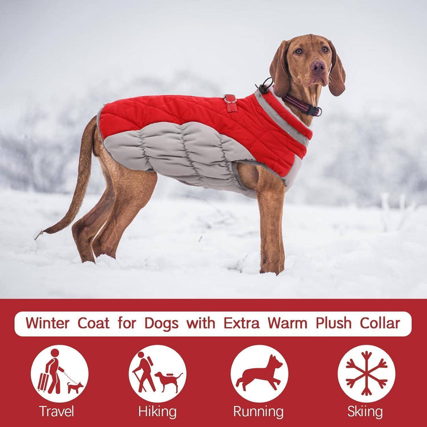 Ein brauner Hund trägt einen roten und grauen Wintermantel und steht auf Schnee. Der Text darunter liest: 