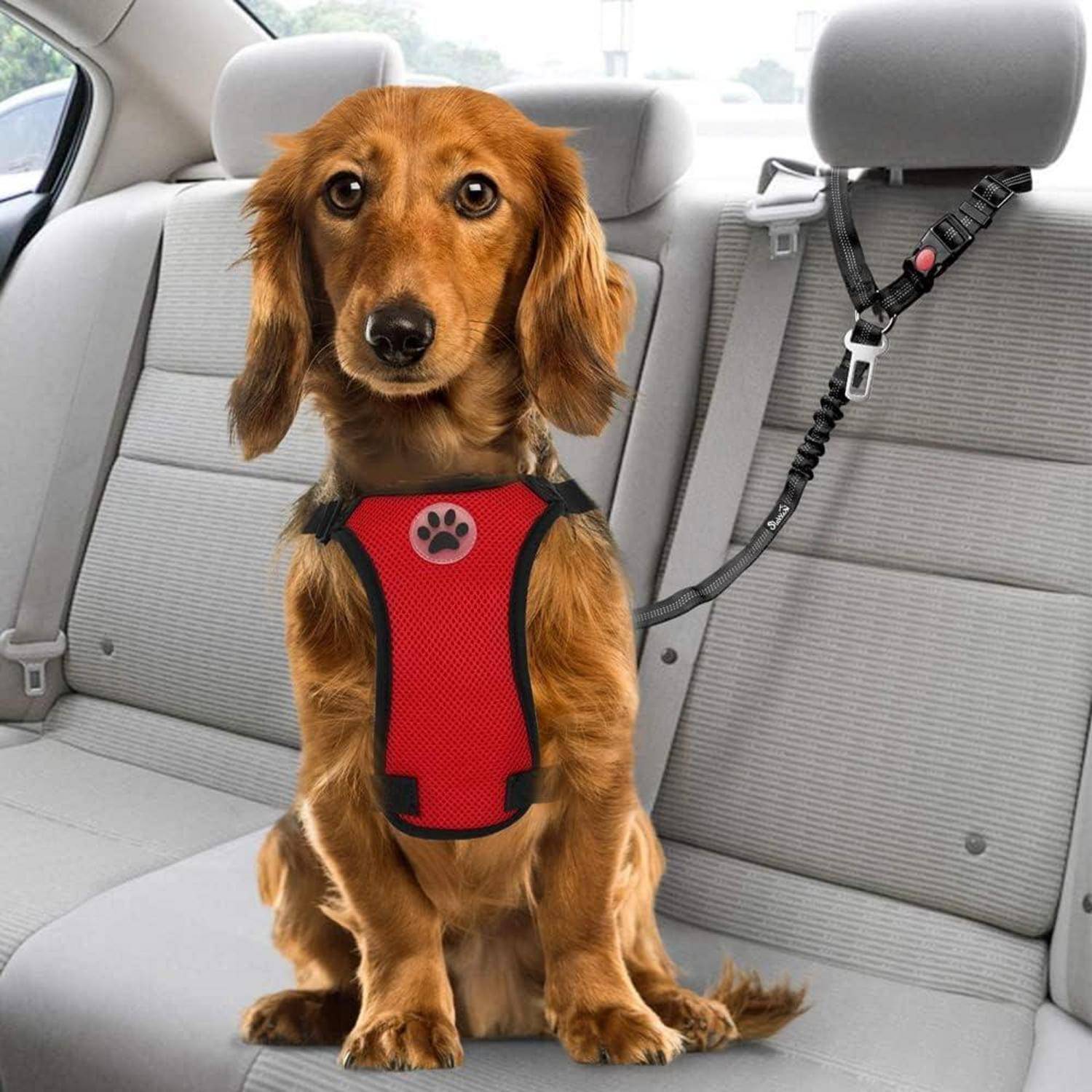 Ein brauner Hund sitzt auf der Rückbank eines Autos und trägt ein rotes Geschirr, das mit dem Sicherheitsgurt befestigt ist, um eine sichere Fahrt zu gewährleisten. Das Autoinnere wirkt sauber.