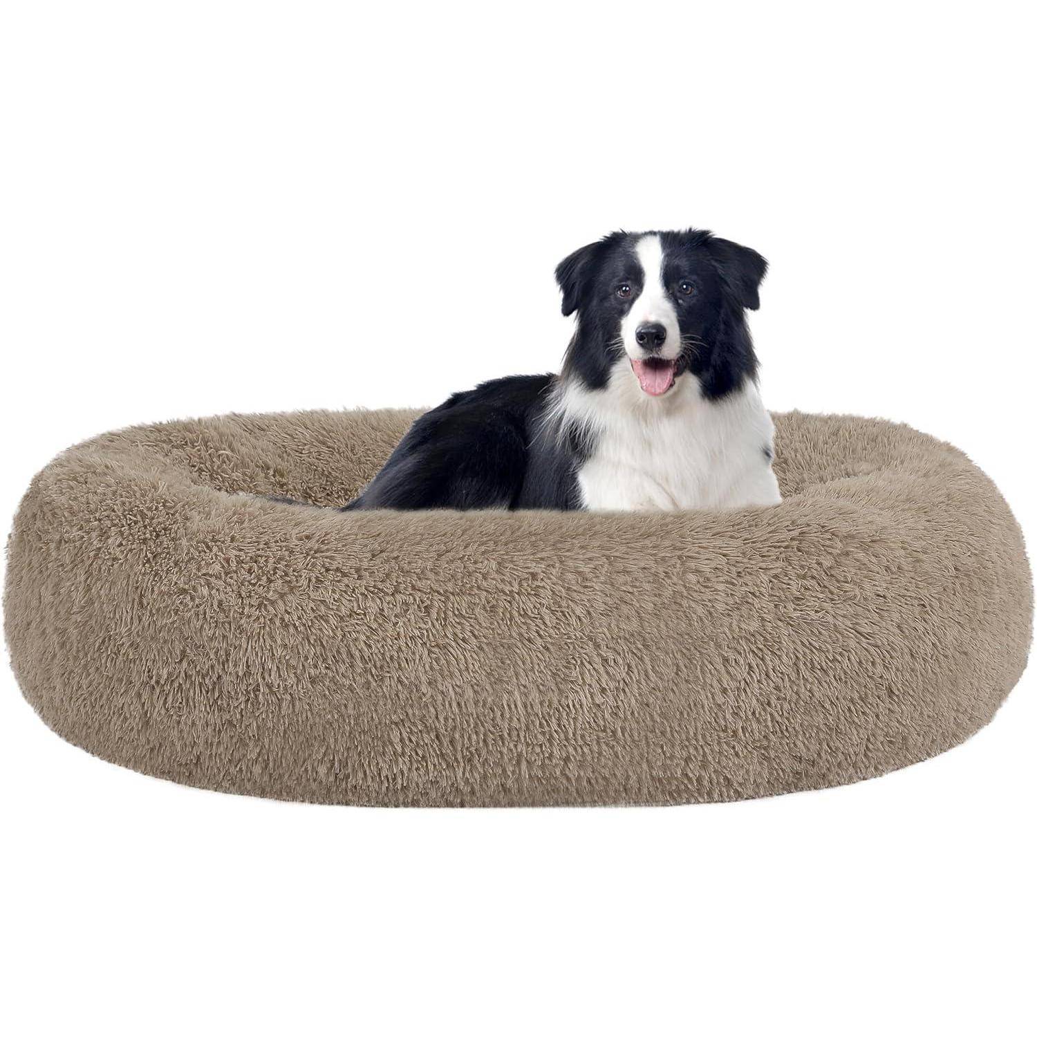 Ein schwarz-weißer Hund sitzt in einem großen, runden, beigen Plüschbett und blickt mit herausgestreckter Zunge entspannt in die Kamera.