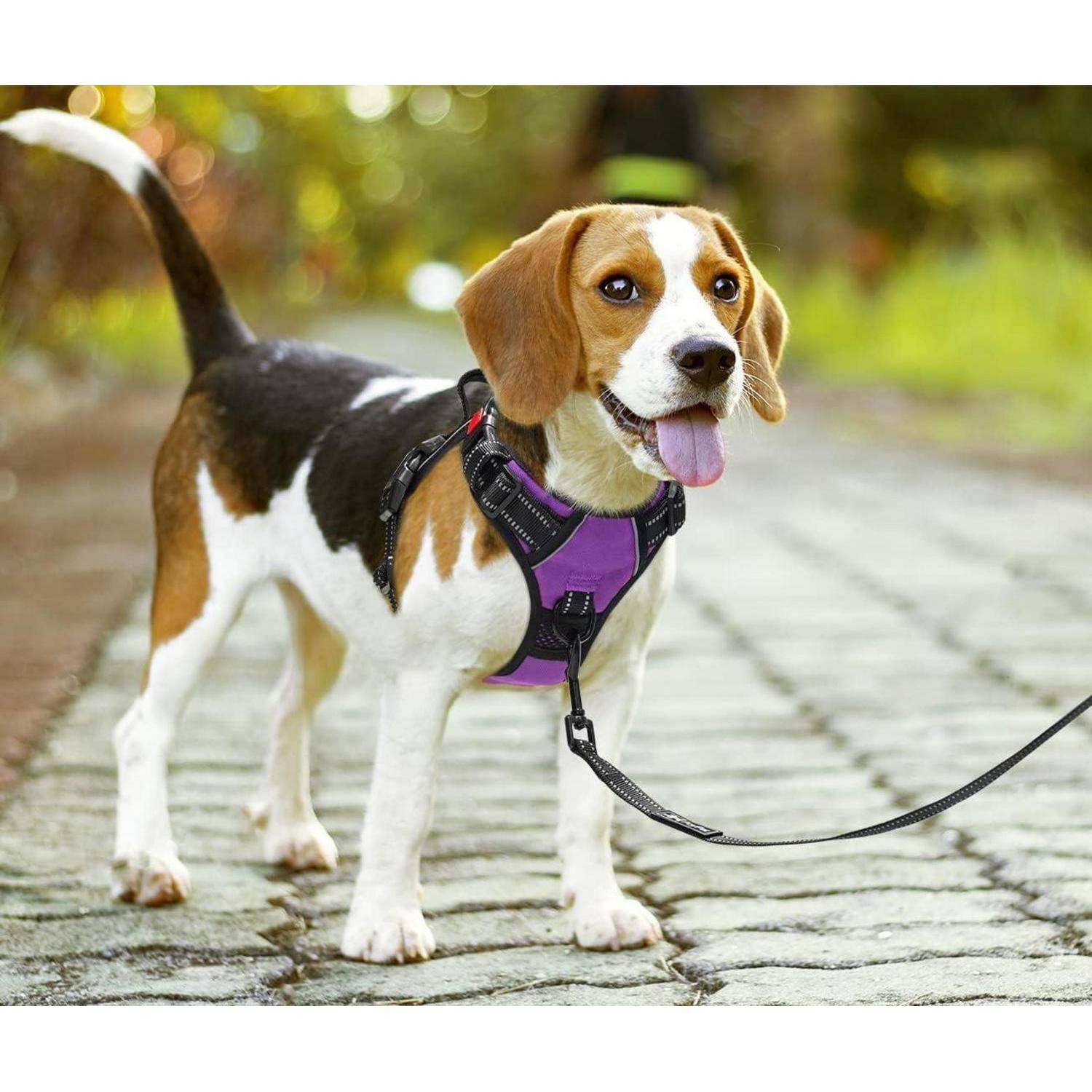 Ein Beagle-Hund an der Leine geht einen Kopfsteinpflasterweg in einem Park entlang, trägt ein lila Geschirr, mit Bäumen und unscharfem Grün im Hintergrund.