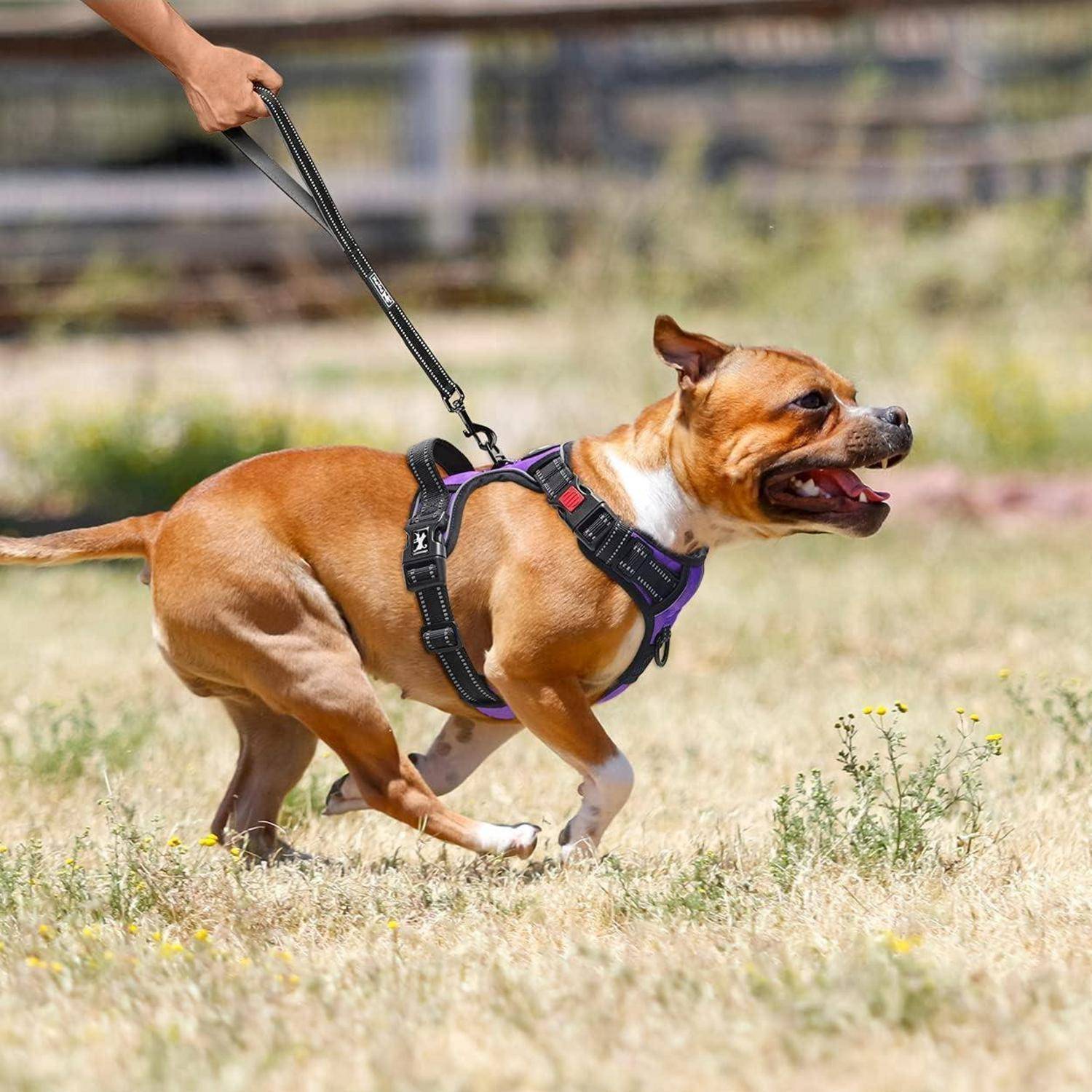 Ein braun-weißer Hund an der Leine genießt einen Spaziergang auf einer Wiese, trägt ein Geschirr und wird von einer Hand geführt.