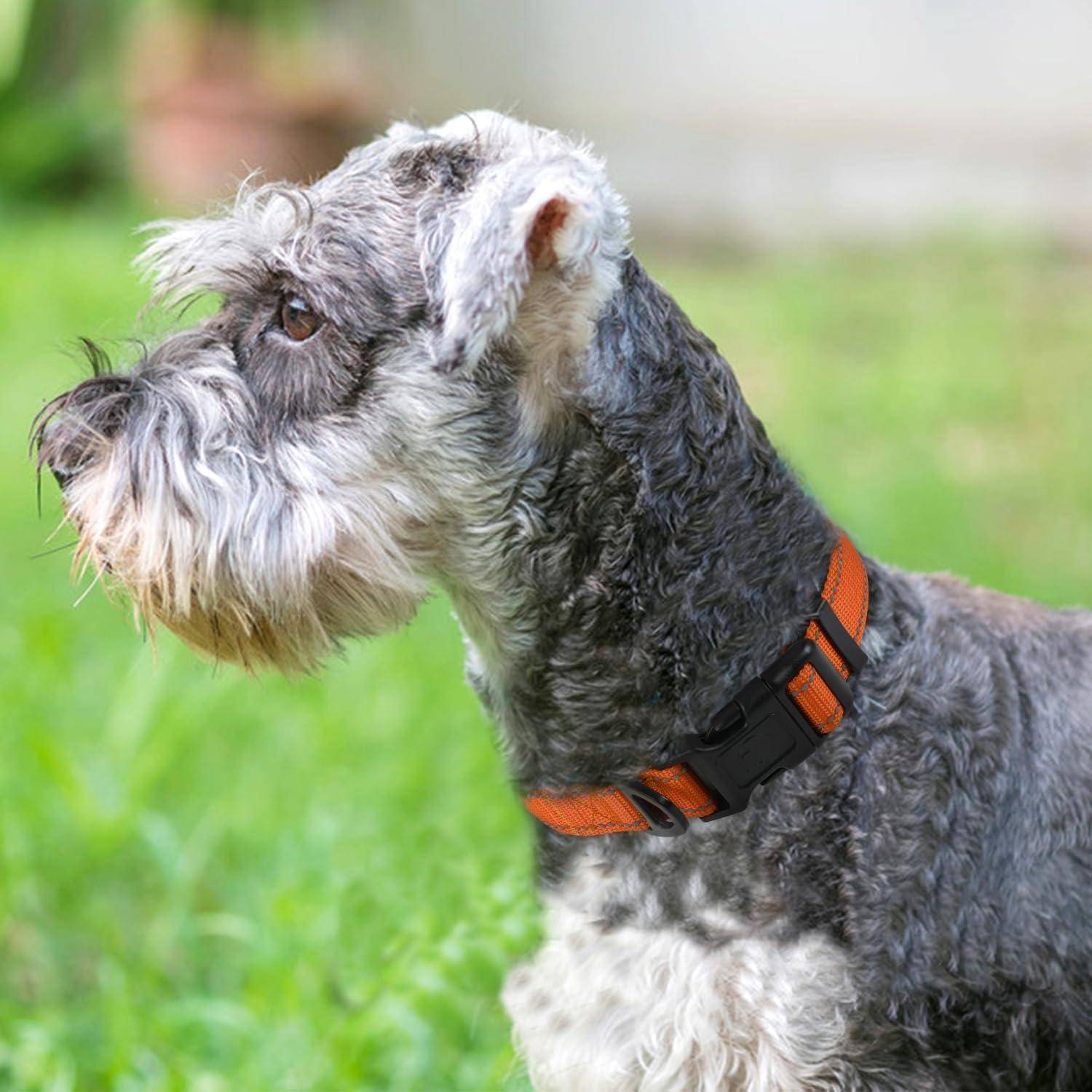Ein kleiner, grauer Schnauzer mit rotem Halsband steht auf grünem Gras und blickt nach links. Der Hintergrund ist unscharf.