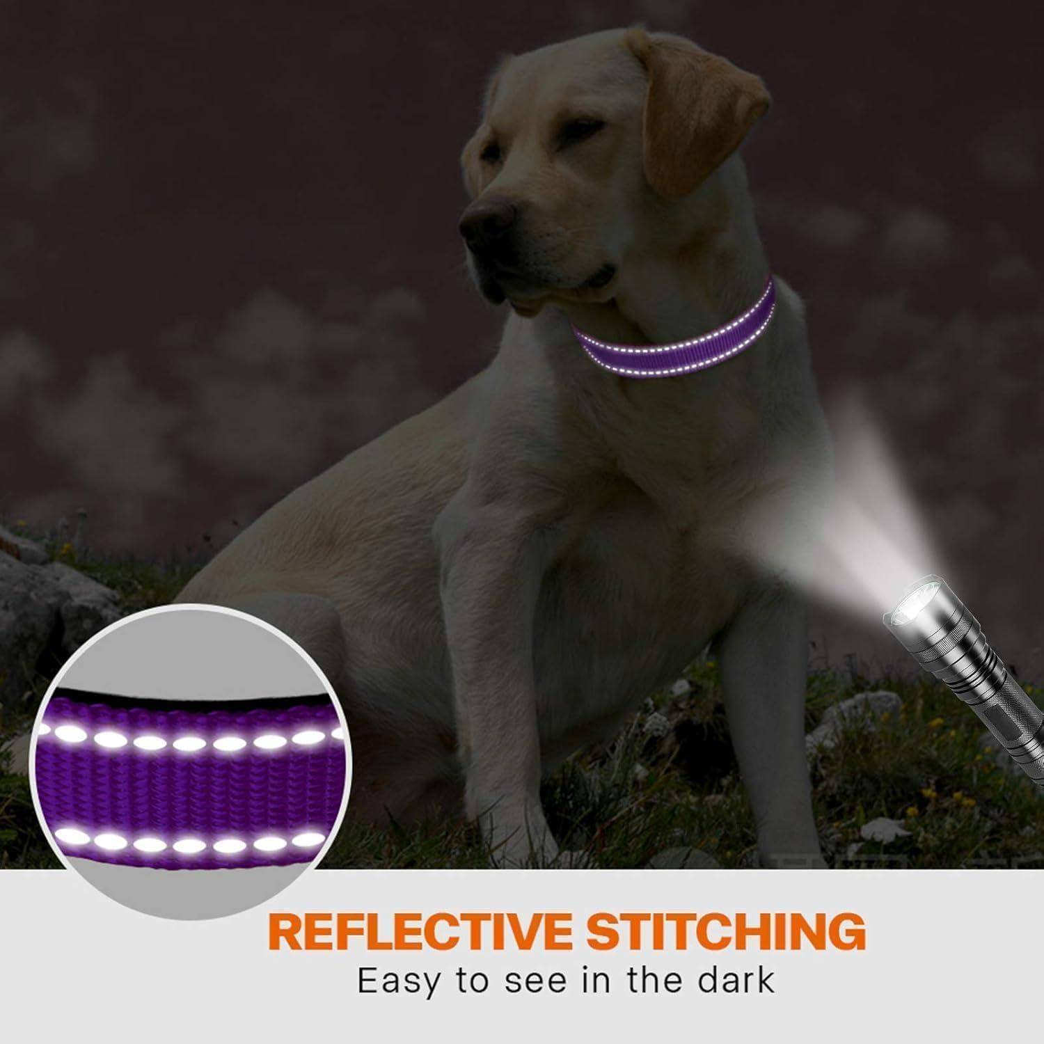 Ein Hund mit einem reflektierend genähten Halsband, das von einer Taschenlampe in der Dunkelheit hervorgehoben wird. Text lautet: 'Reflektierende Nähte: Leicht zu erkennen in der Dunkelheit'.