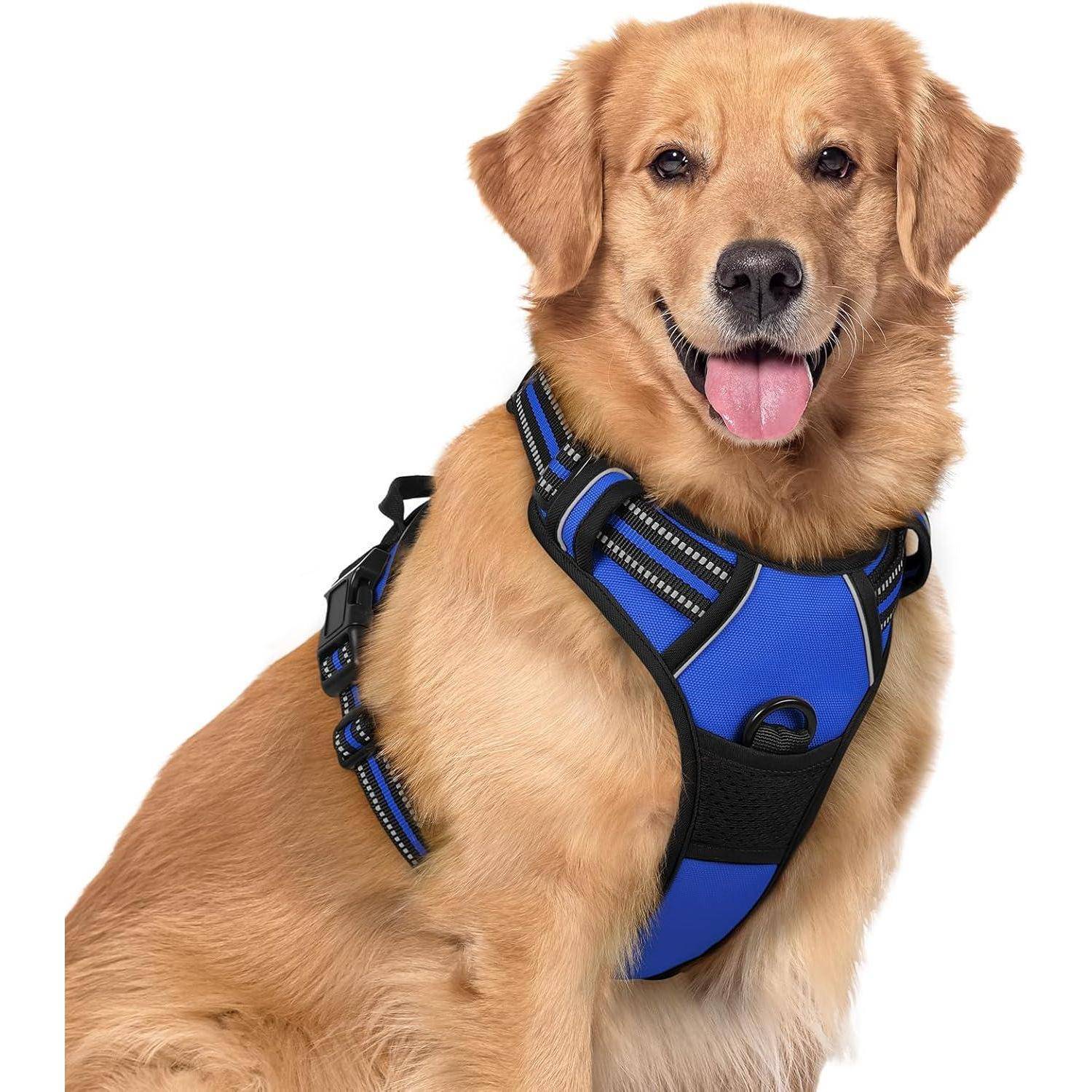 Goldener Retriever mit blauem Geschirr, sitzt und hechelt fröhlich.