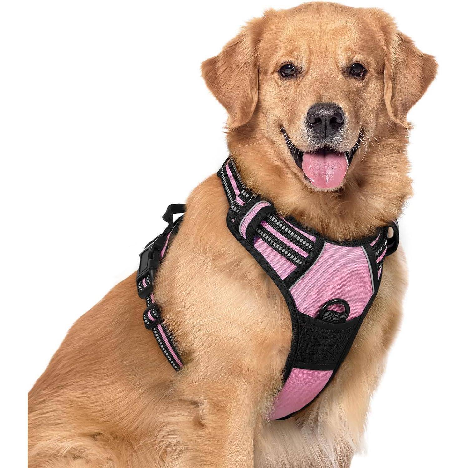 Ein Golden Retriever sitzt mit einem rosa und schwarzen Geschirr und blickt direkt in die Kamera mit einem fröhlichen Gesichtsausdruck.